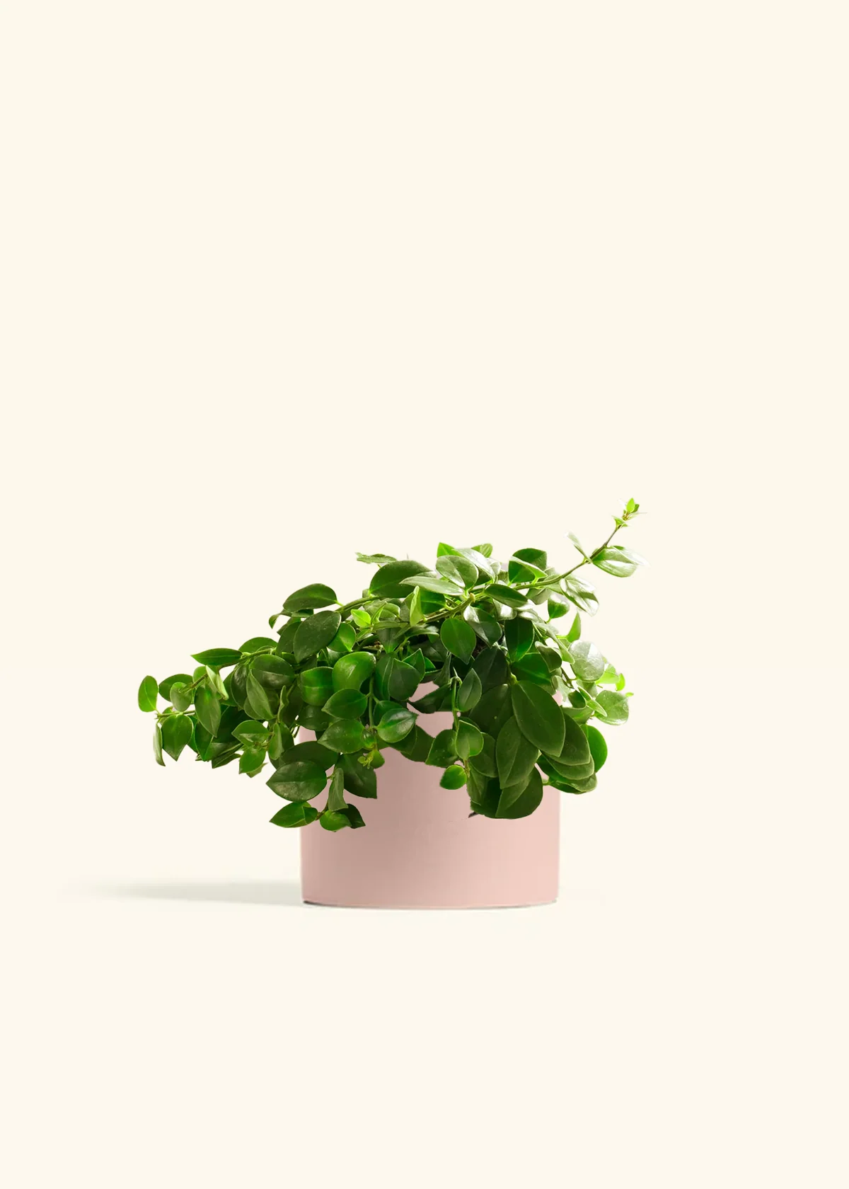 Lipstick Plant - Image 3