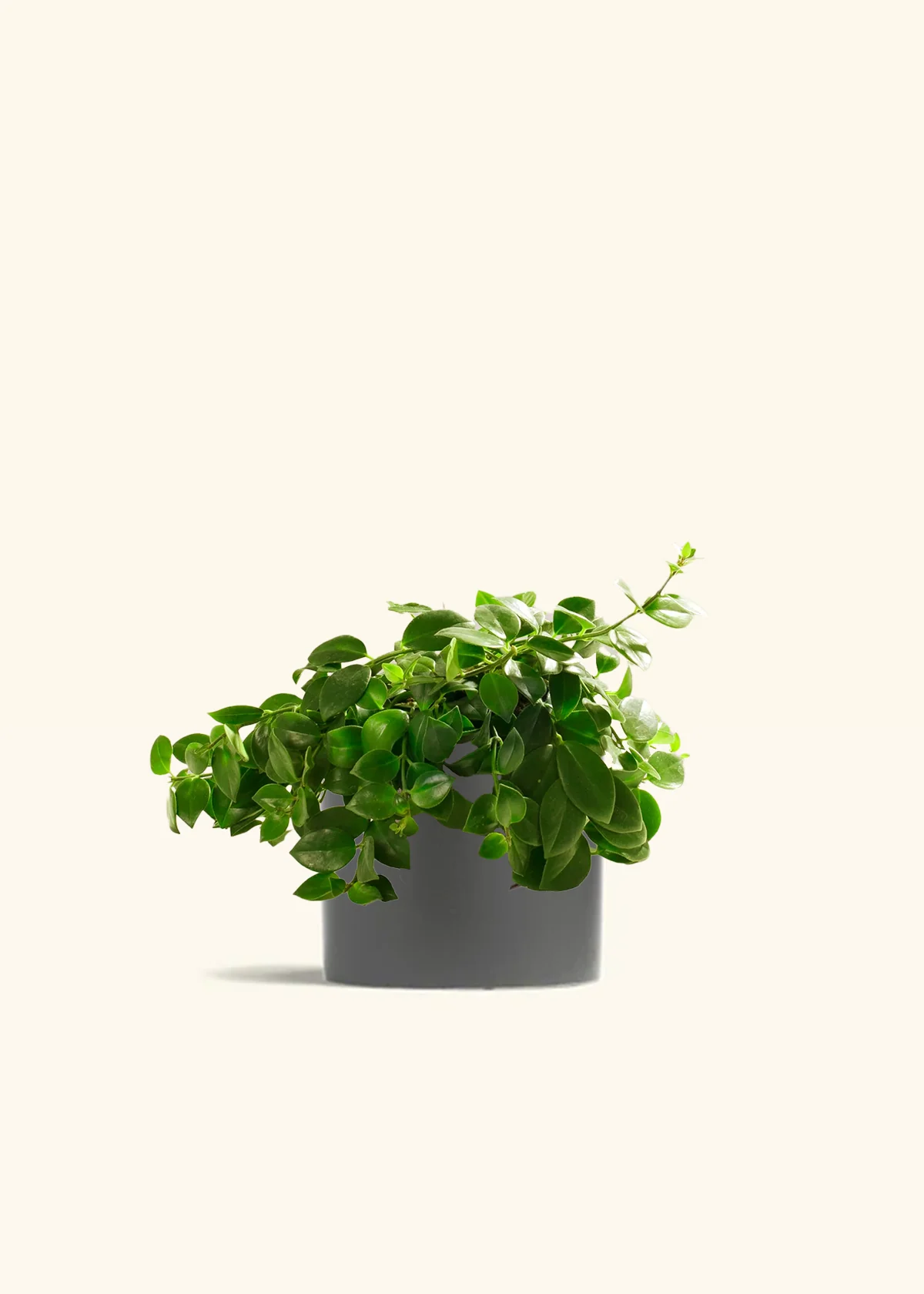 Lipstick Plant - Image 4