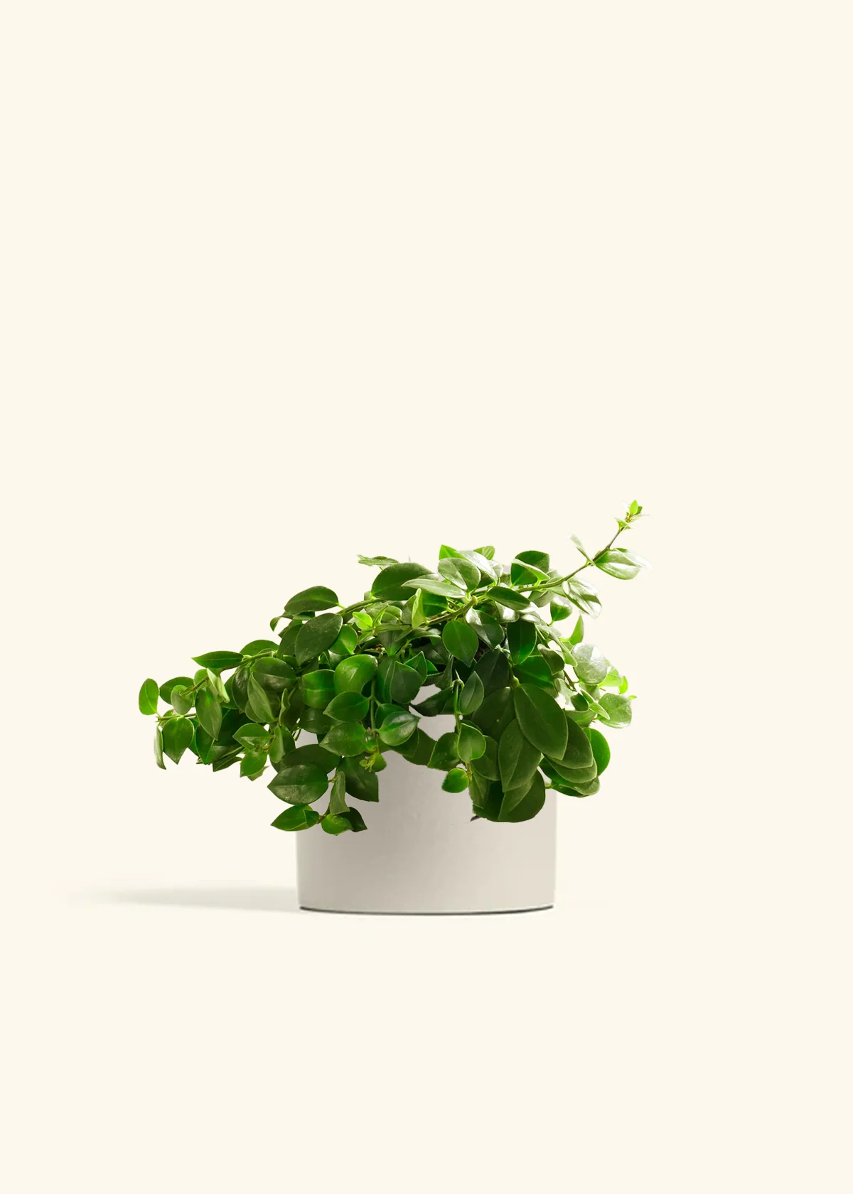 Lipstick Plant - Image 5