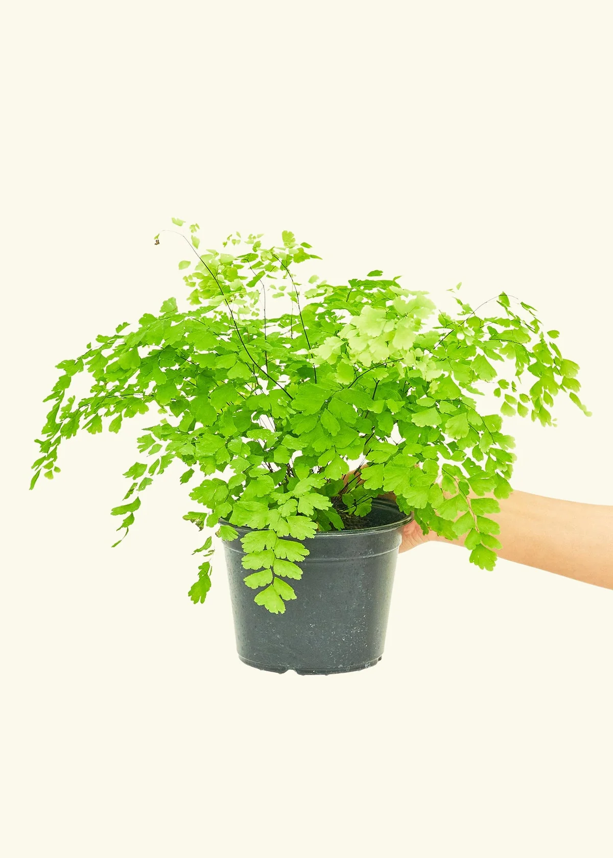 Maidenhair Fern - Image 10
