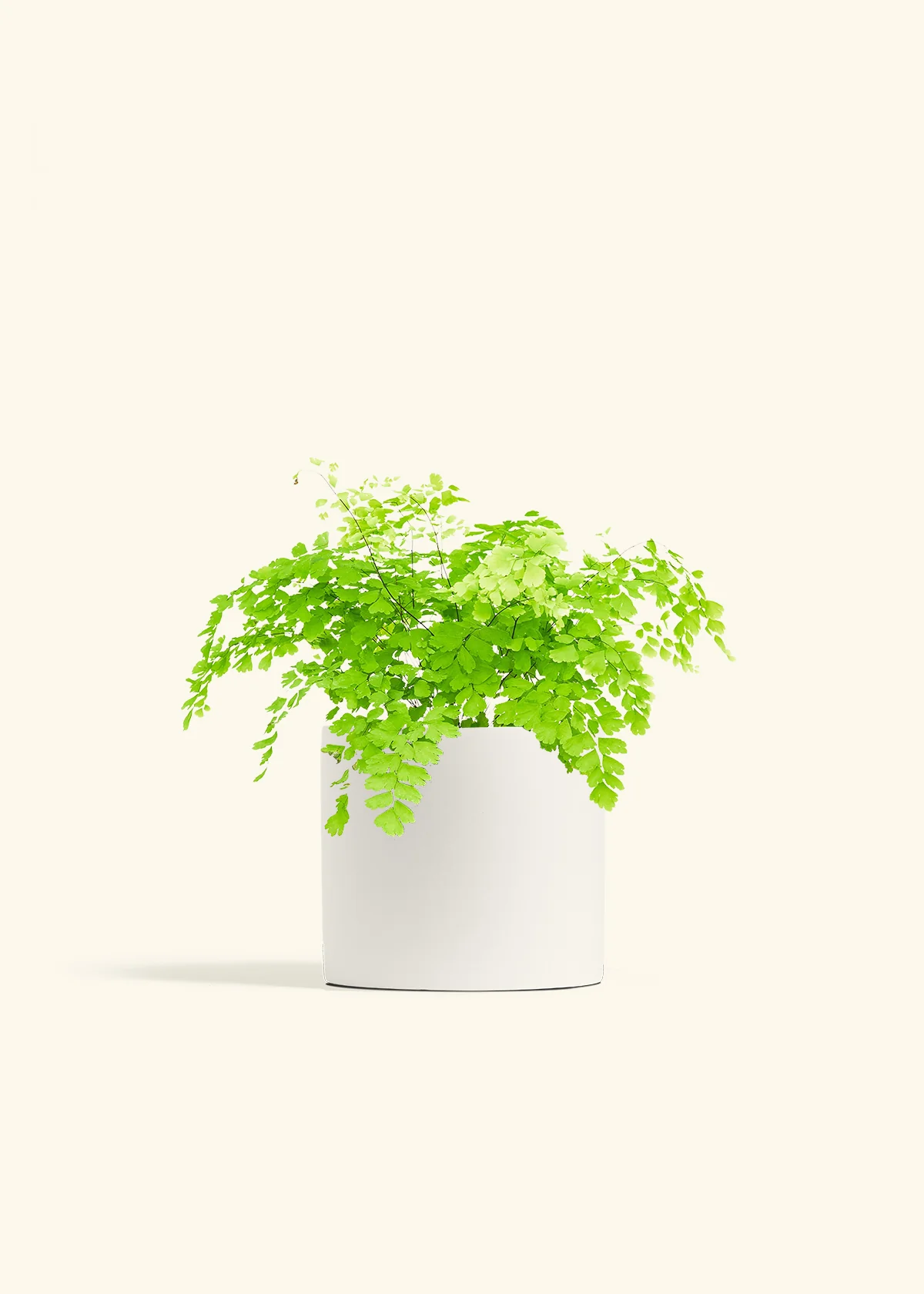 Maidenhair Fern - Image 11