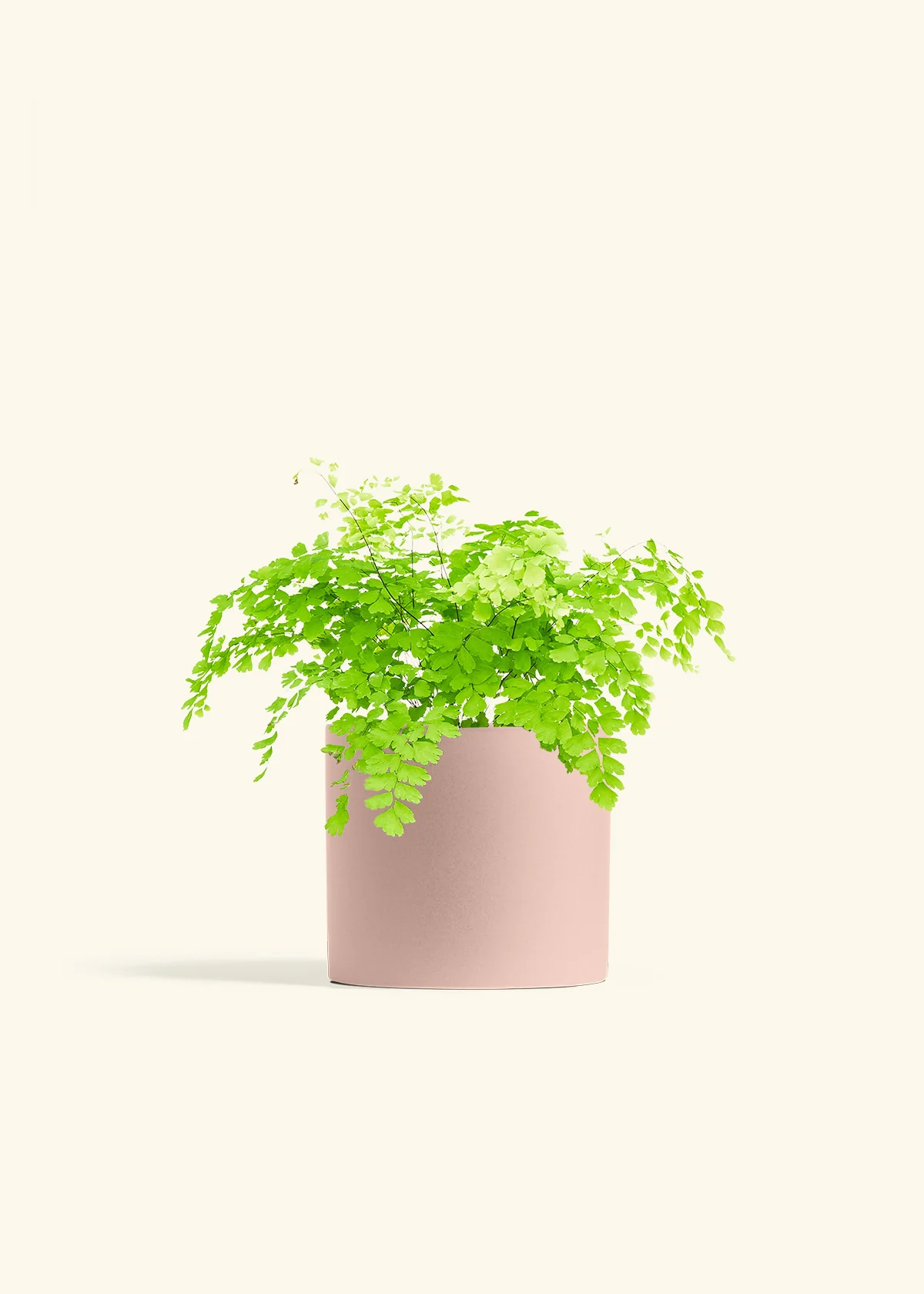 Maidenhair Fern - Image 12