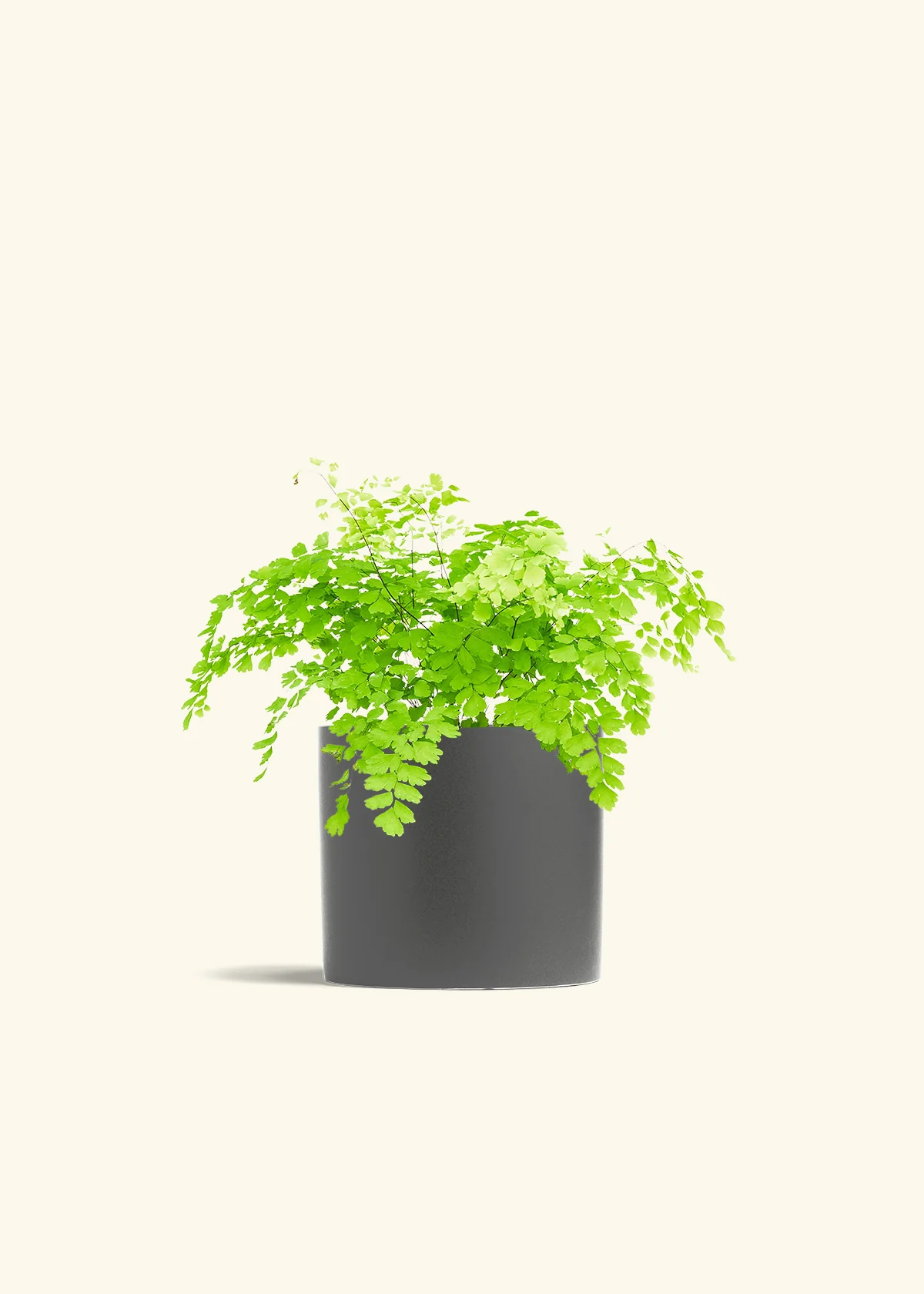 Maidenhair Fern - Image 13