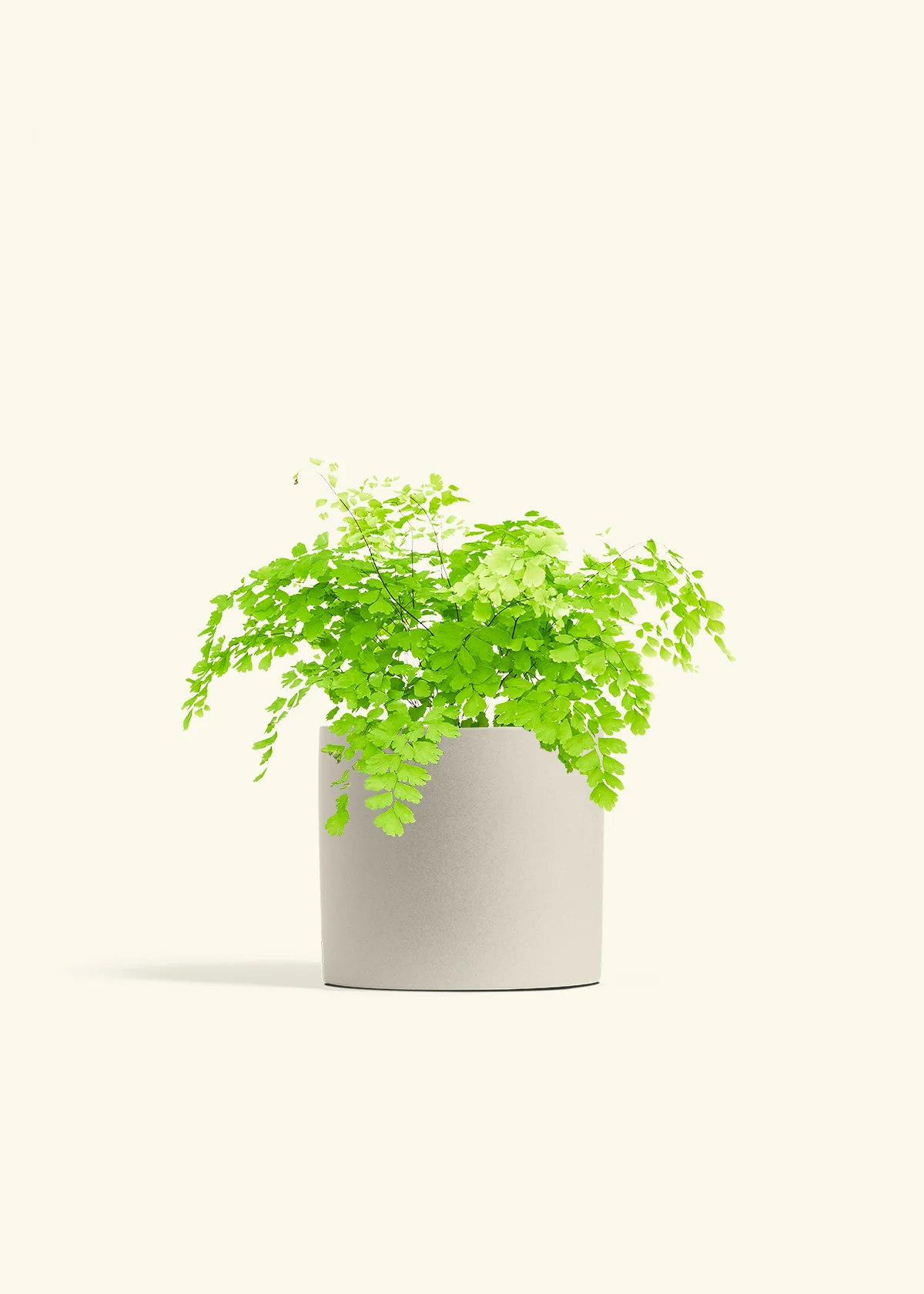 Maidenhair Fern - Image 14