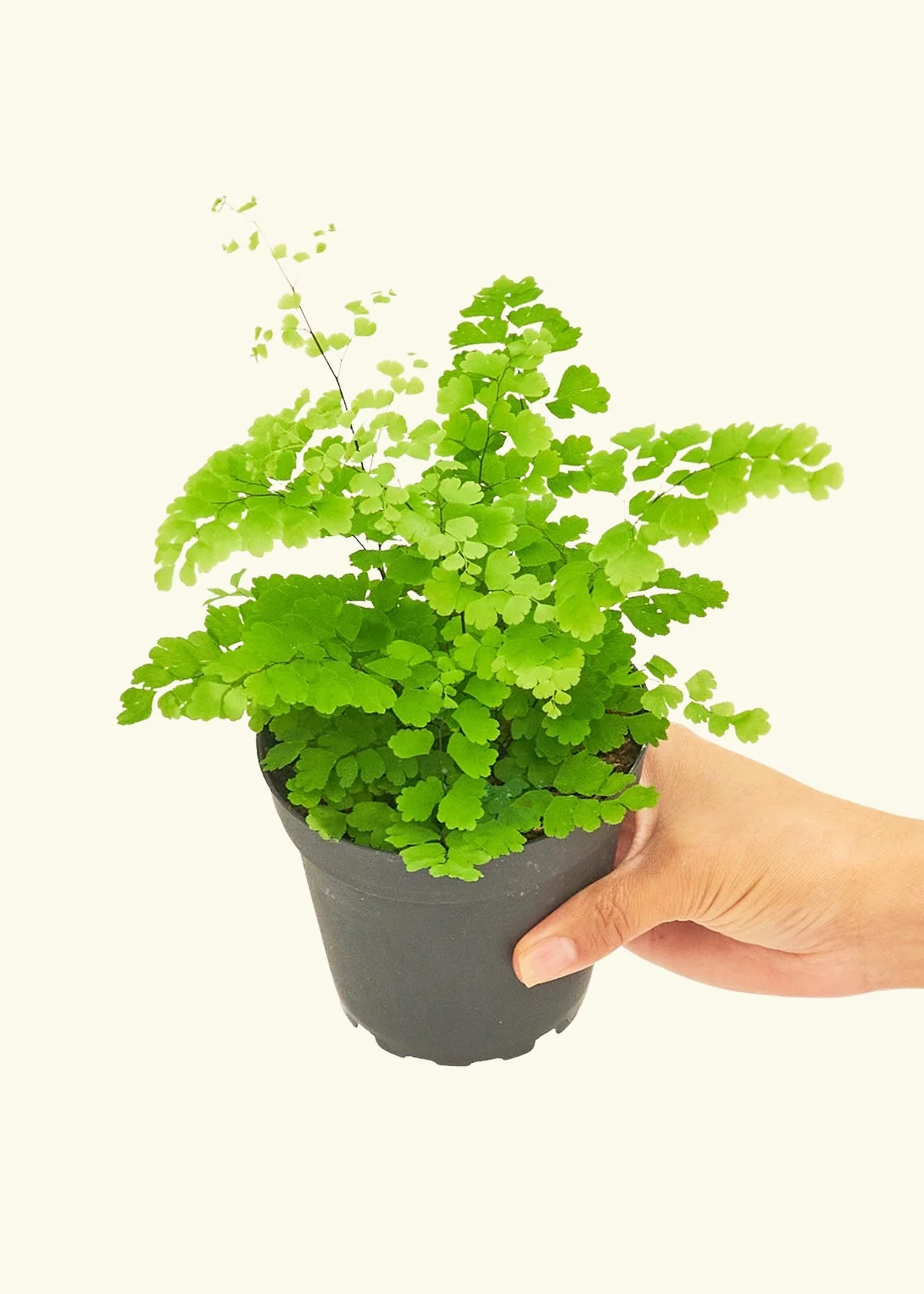 Maidenhair Fern - Image 3