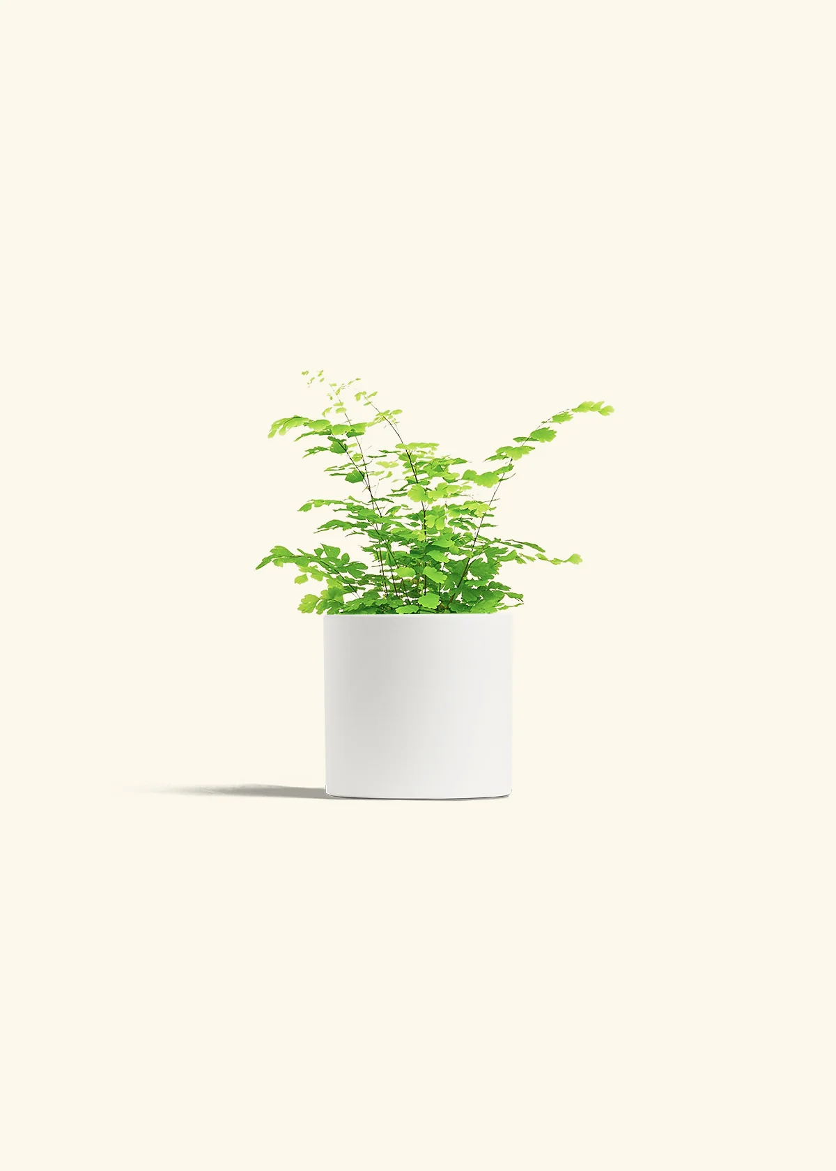 Maidenhair Fern - Image 4