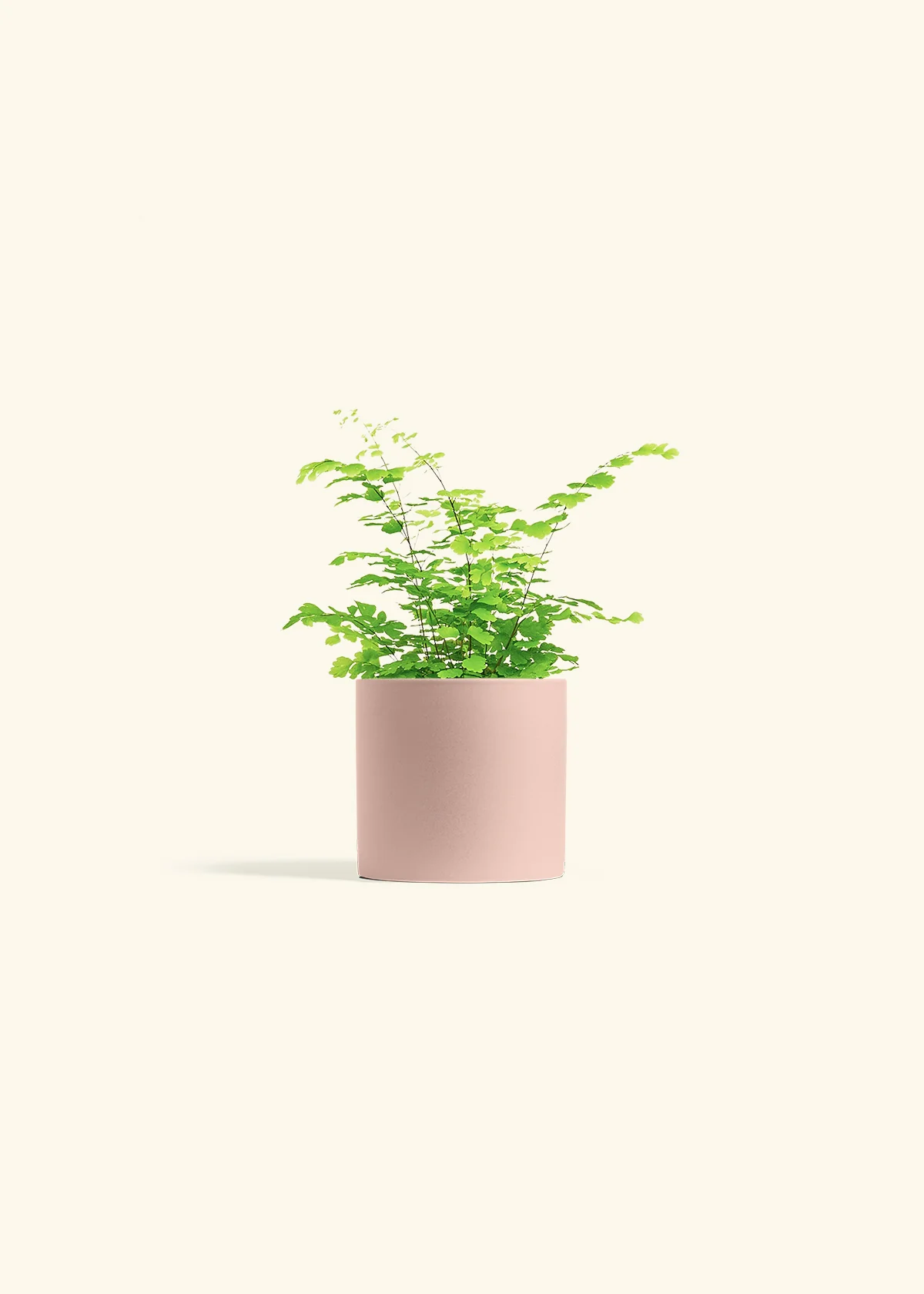 Maidenhair Fern - Image 5