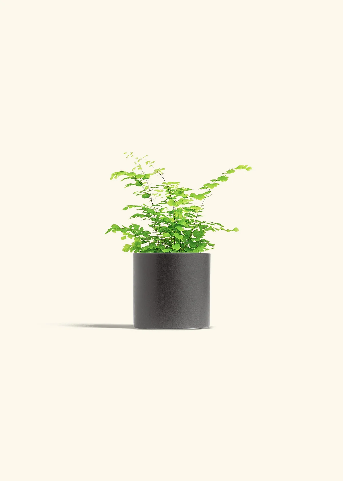 Maidenhair Fern - Image 6