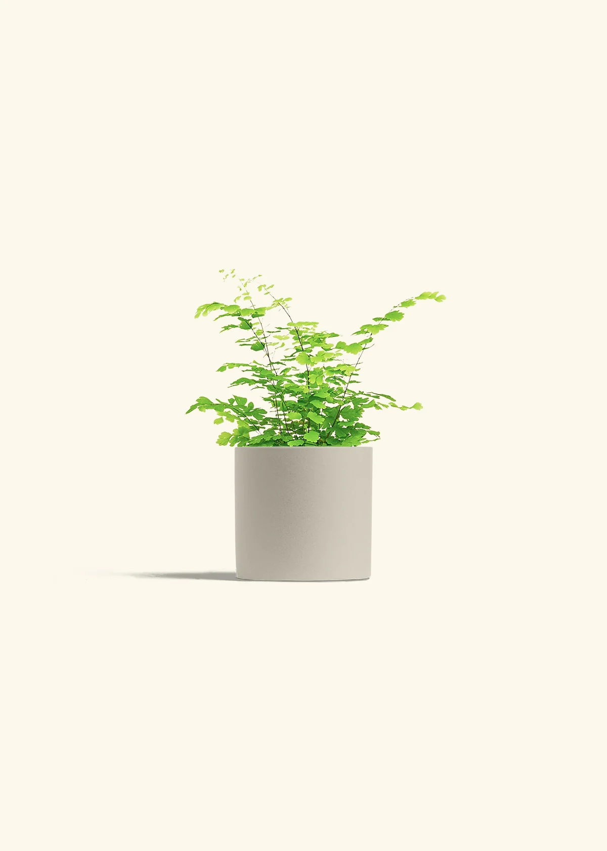 Maidenhair Fern - Image 7