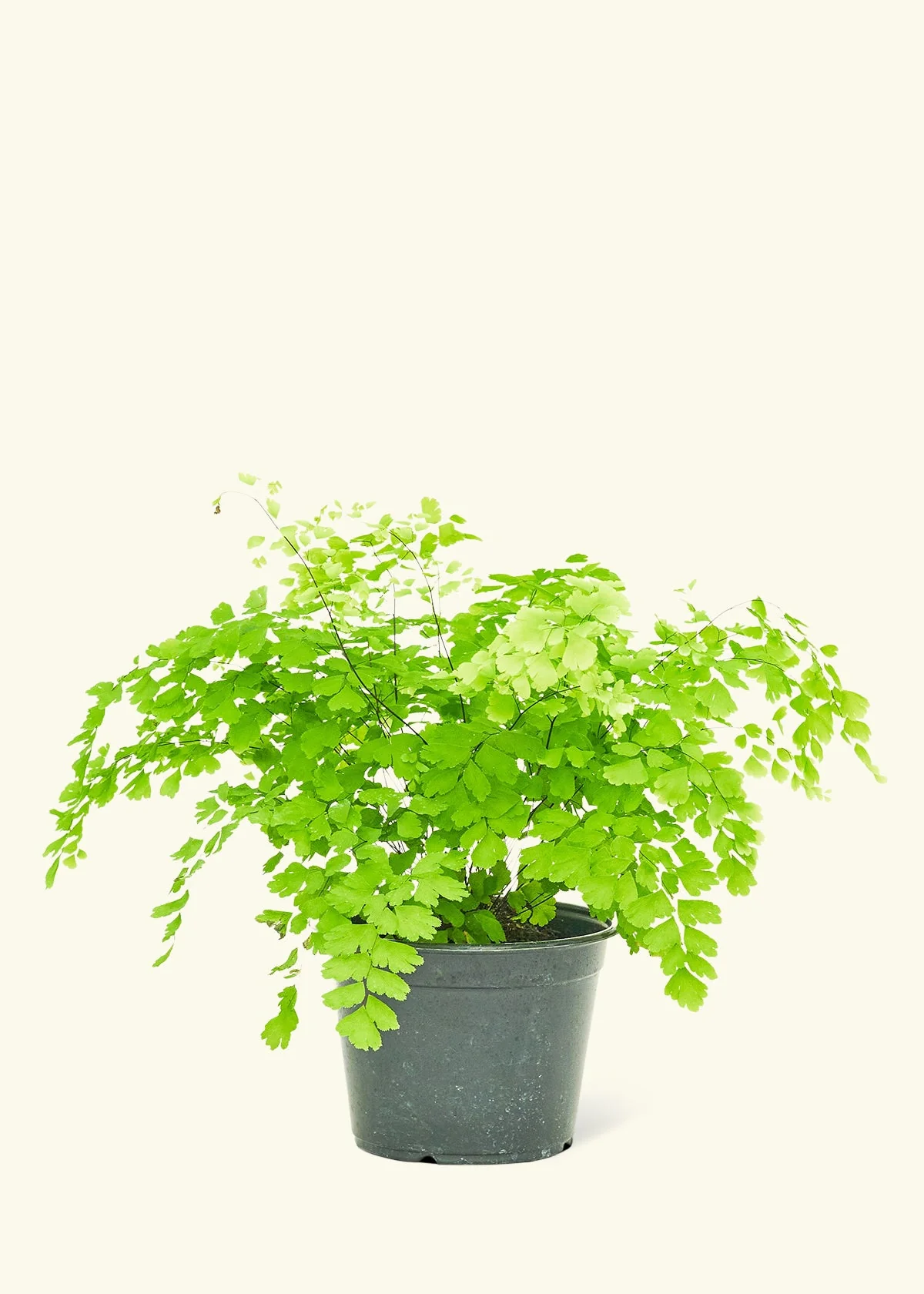 Maidenhair Fern - Image 8