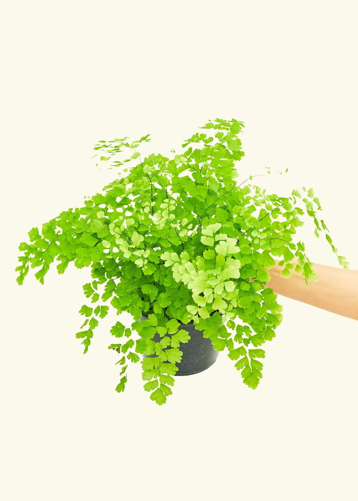 Maidenhair Fern - Image 9