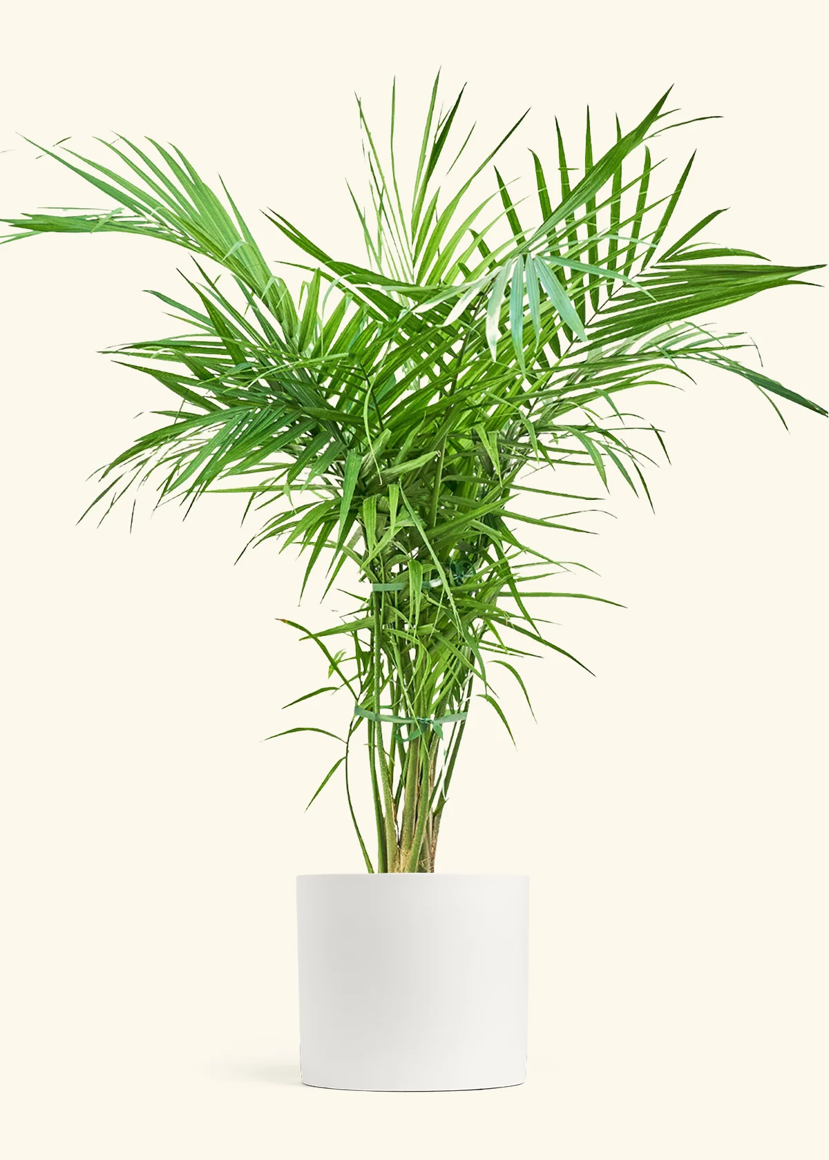 Majesty Palm - Image 3