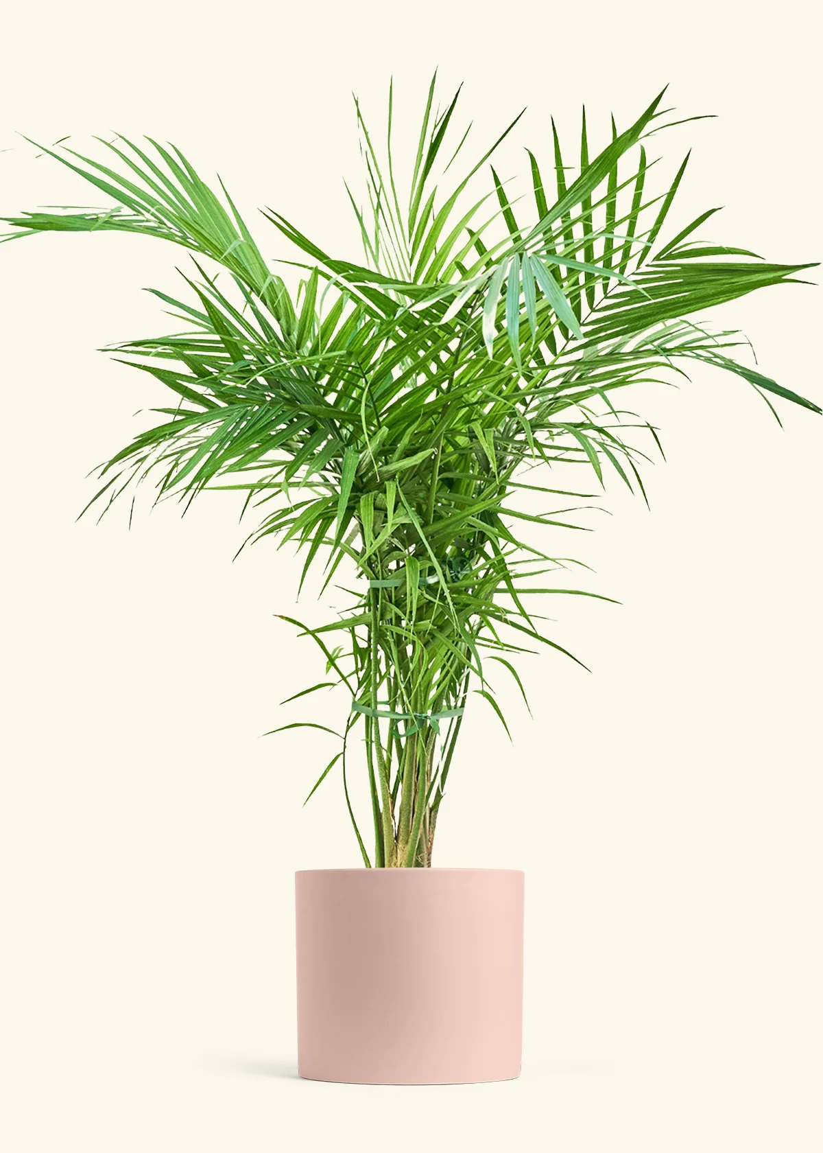 Majesty Palm - Image 4