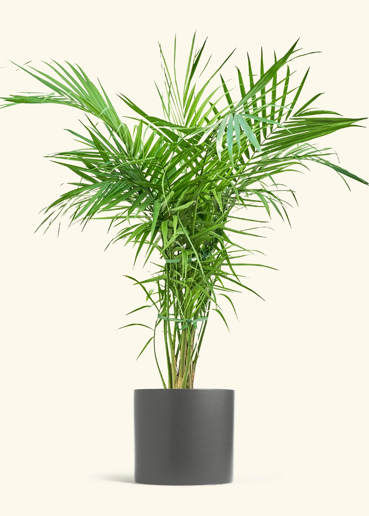 Majesty Palm - Image 5