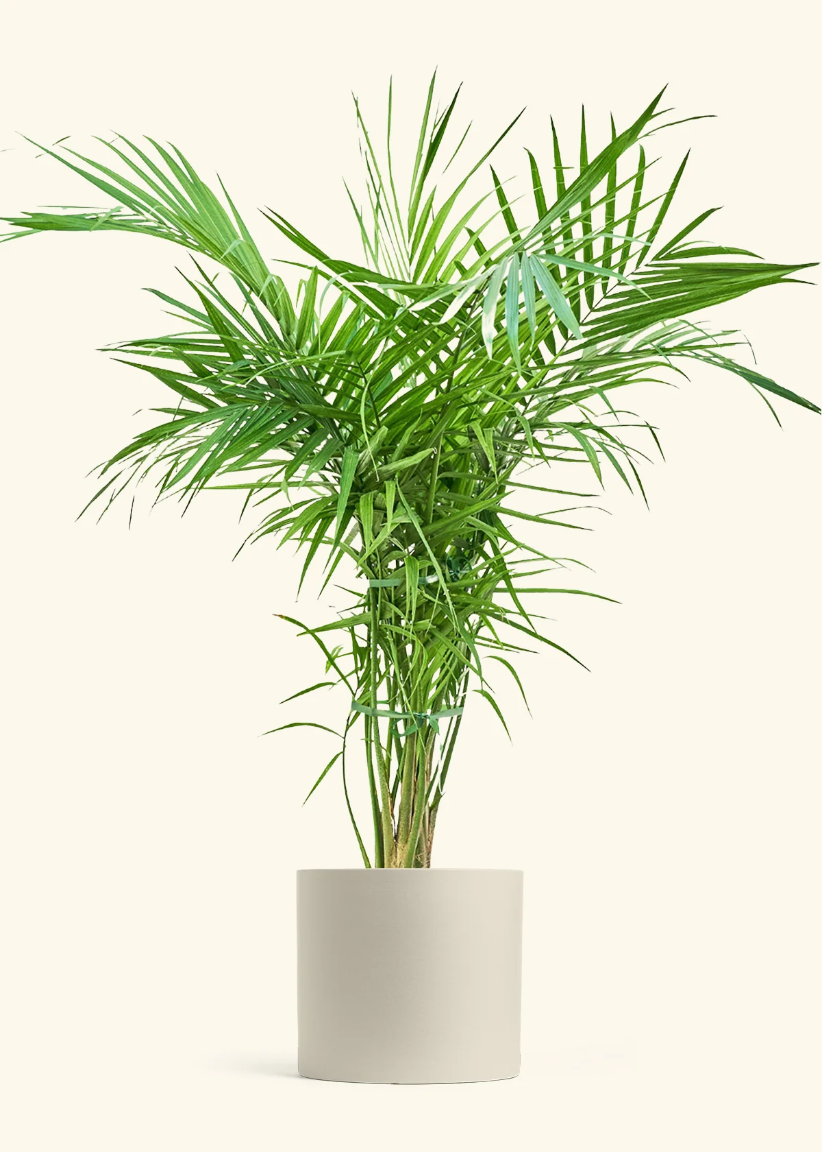 Majesty Palm - Image 6
