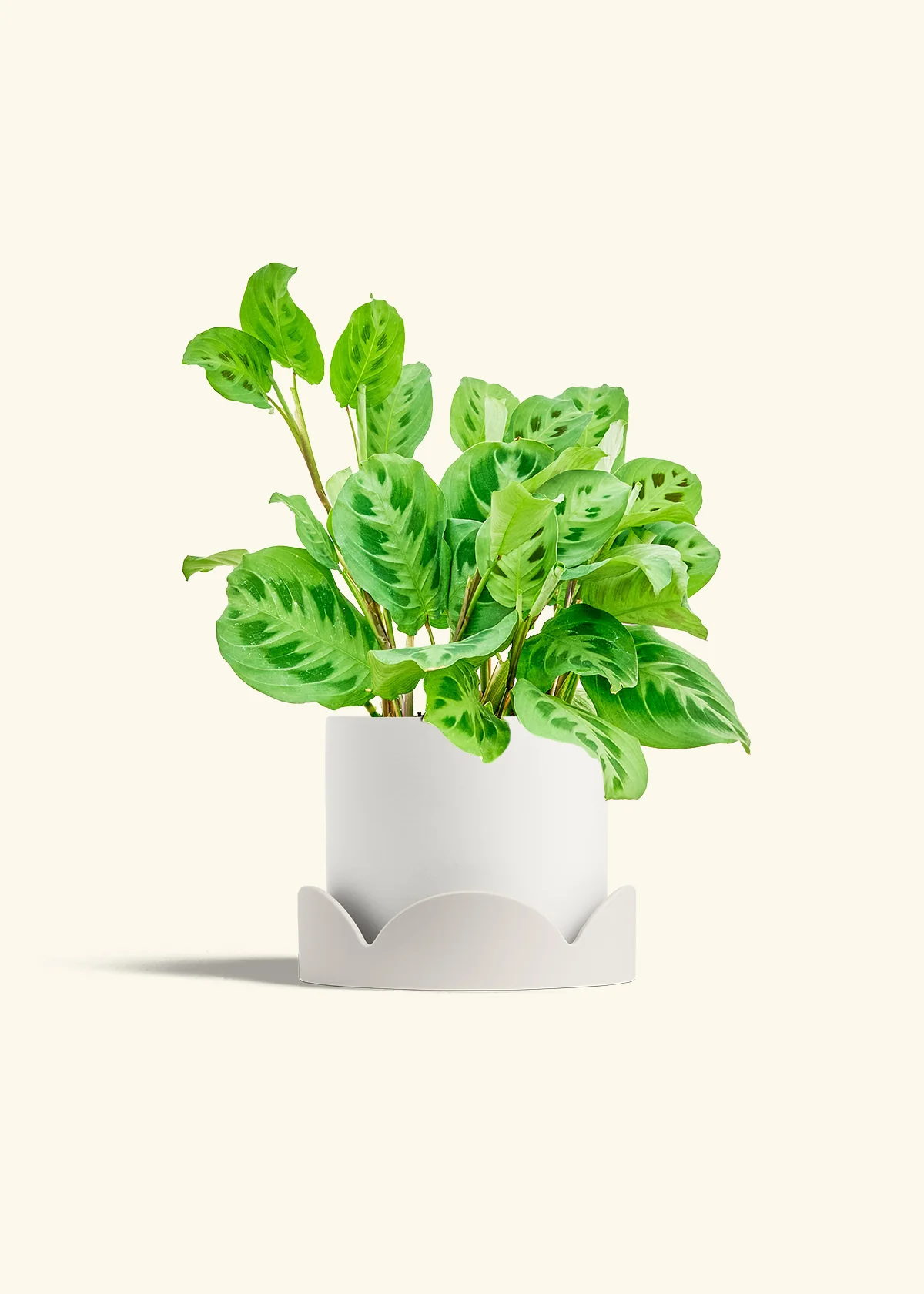 Maranta Beauty Kim - Image 10