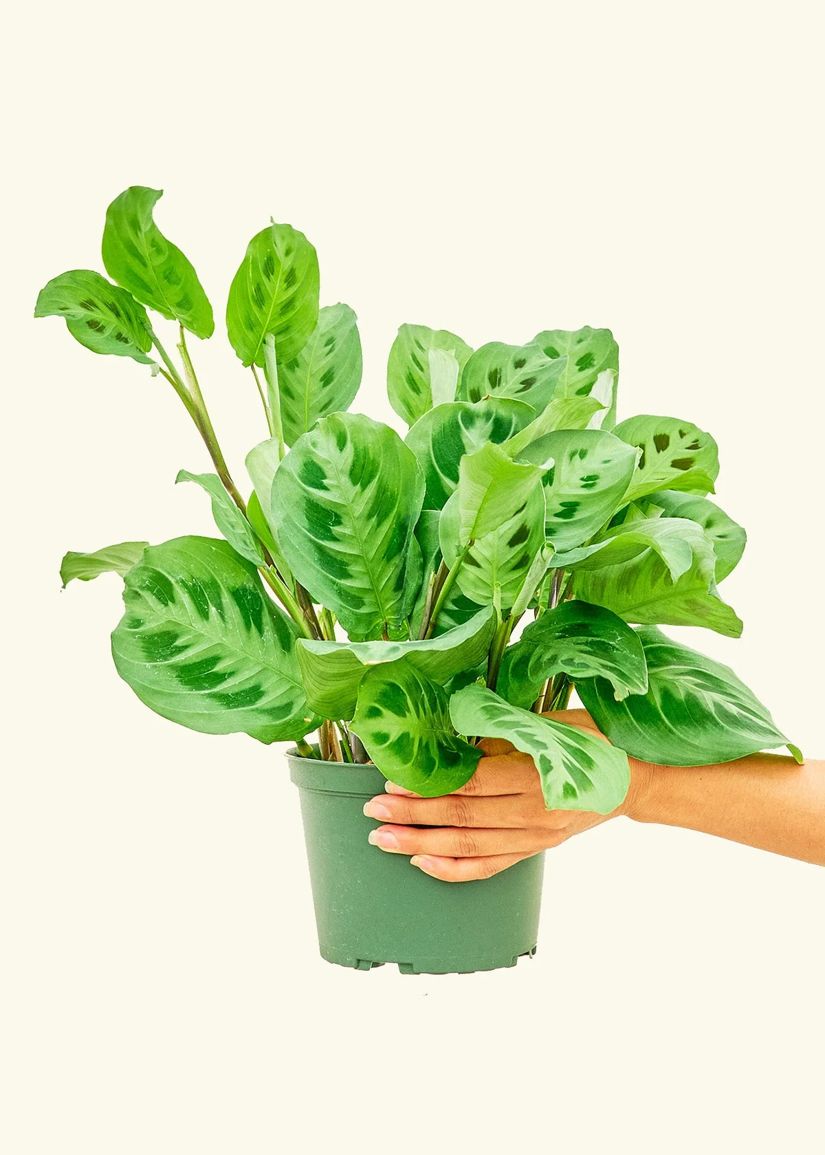 Maranta Beauty Kim - Image 11