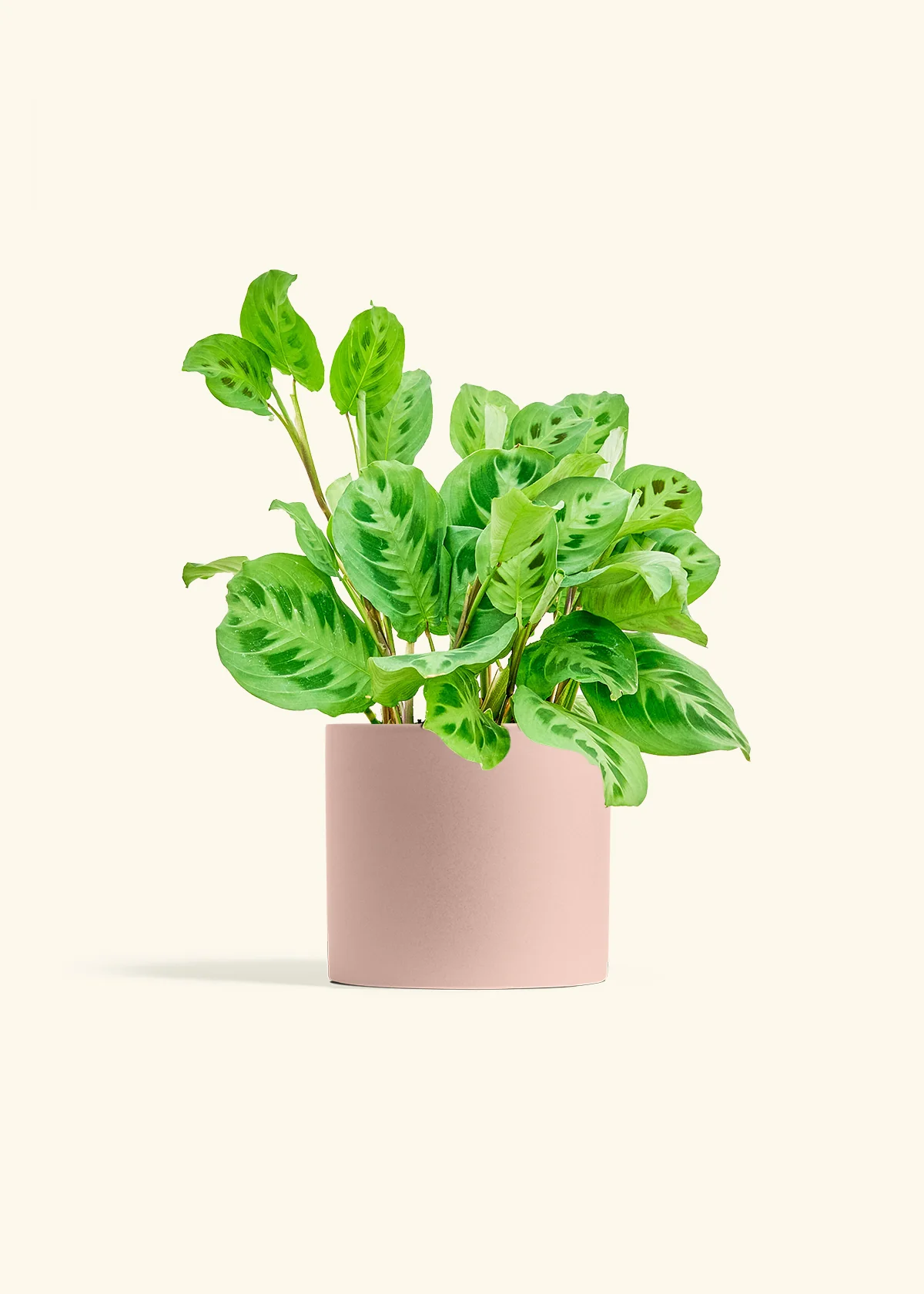 Maranta Beauty Kim - Image 12