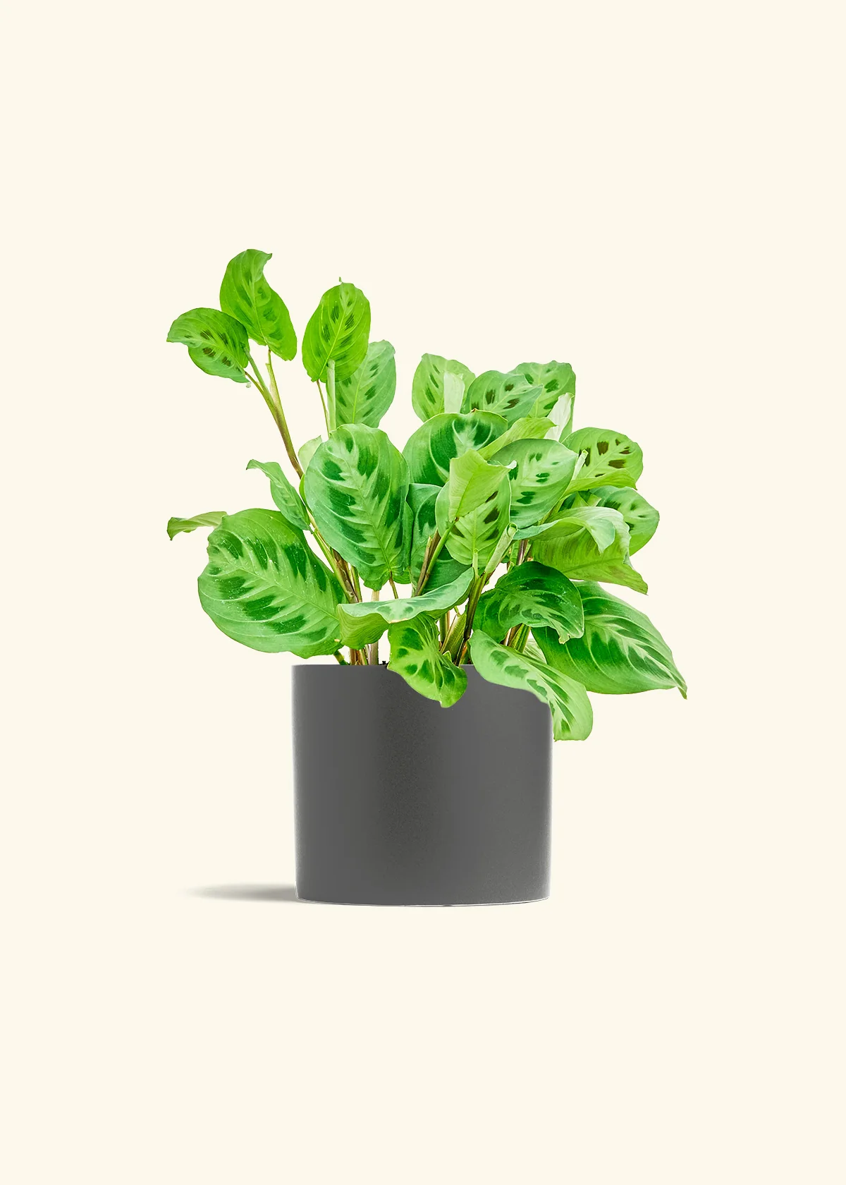 Maranta Beauty Kim - Image 13