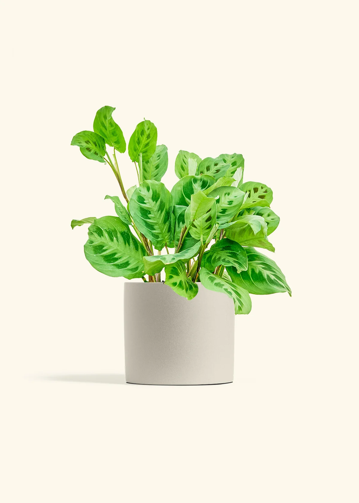Maranta Beauty Kim - Image 14