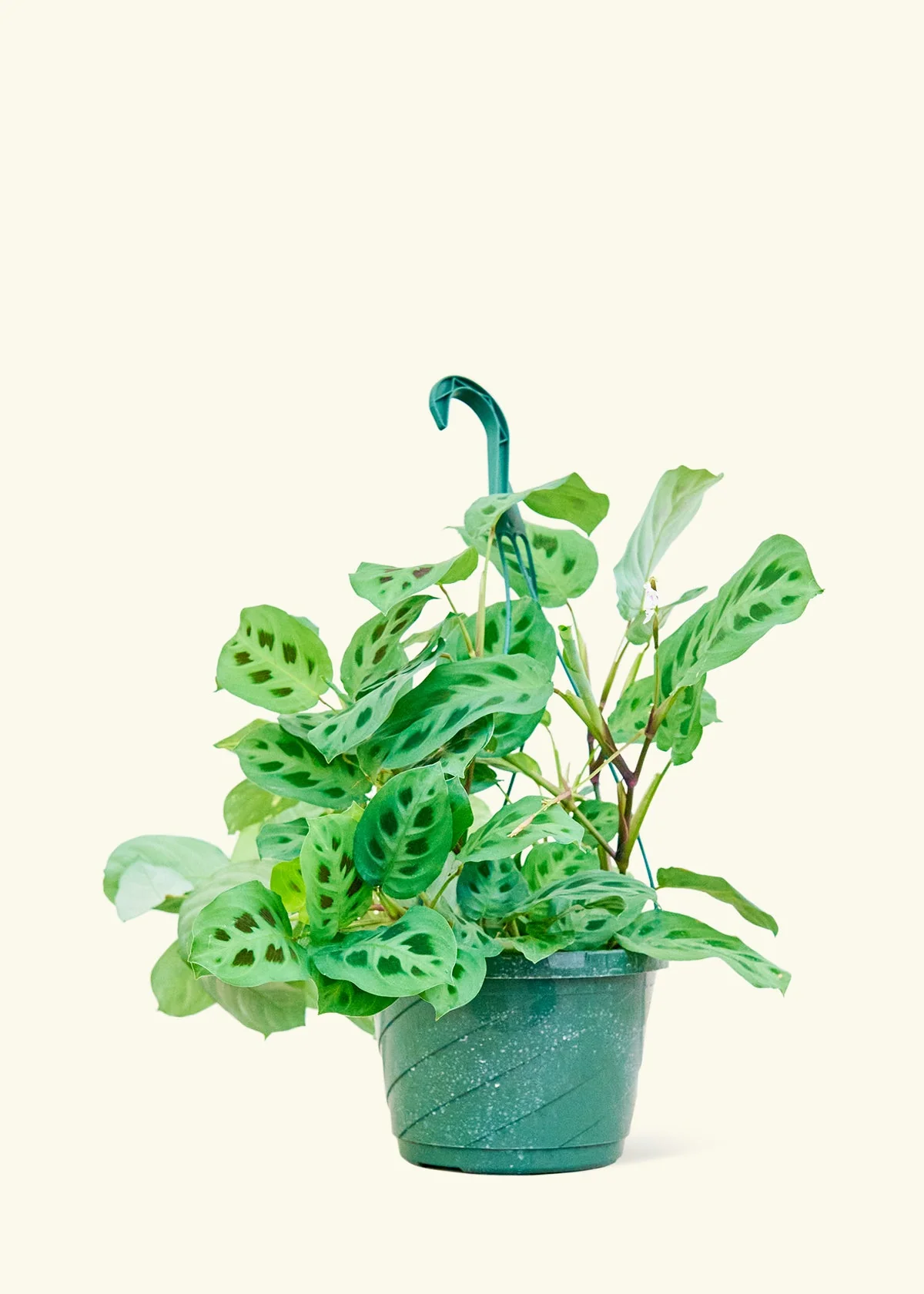 Maranta Beauty Kim - Image 15