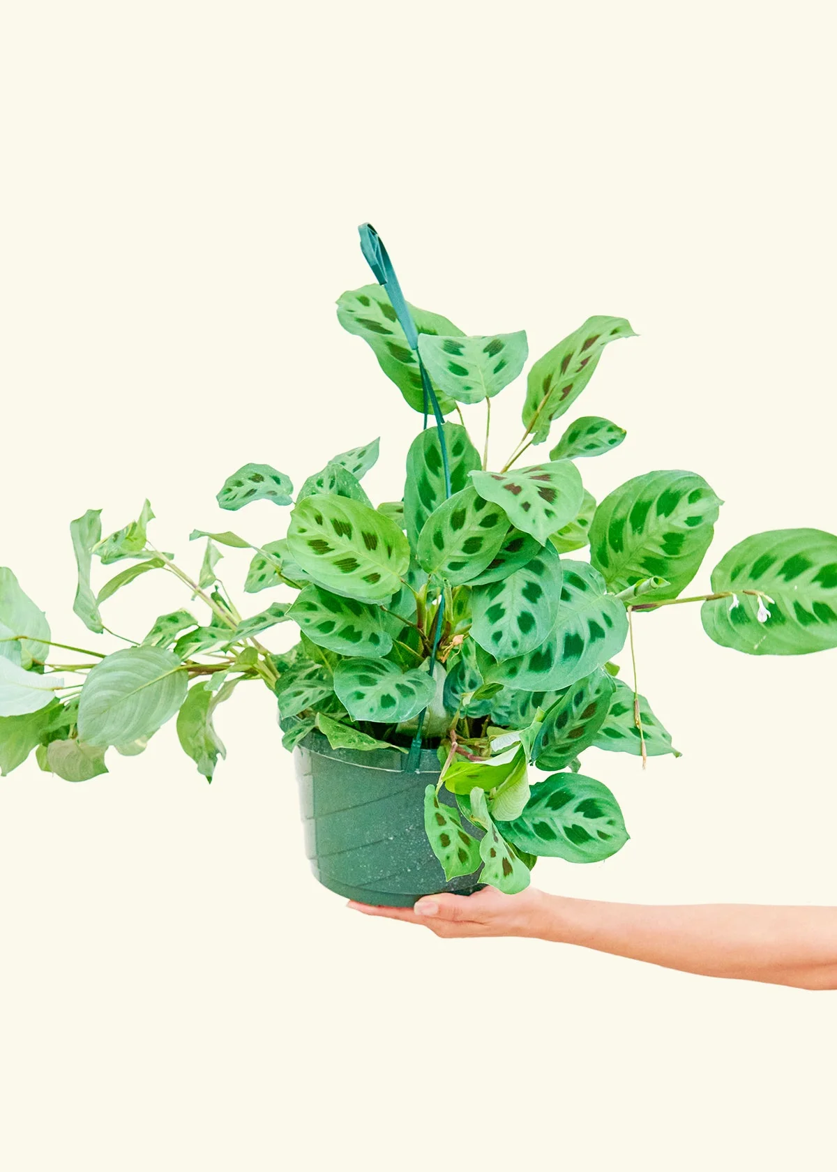Maranta Beauty Kim - Image 16