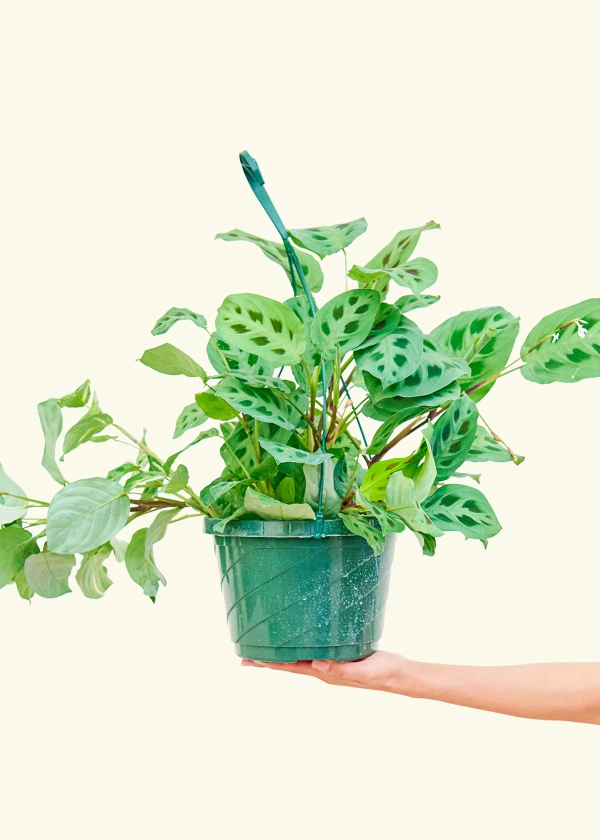 Maranta Beauty Kim - Image 17