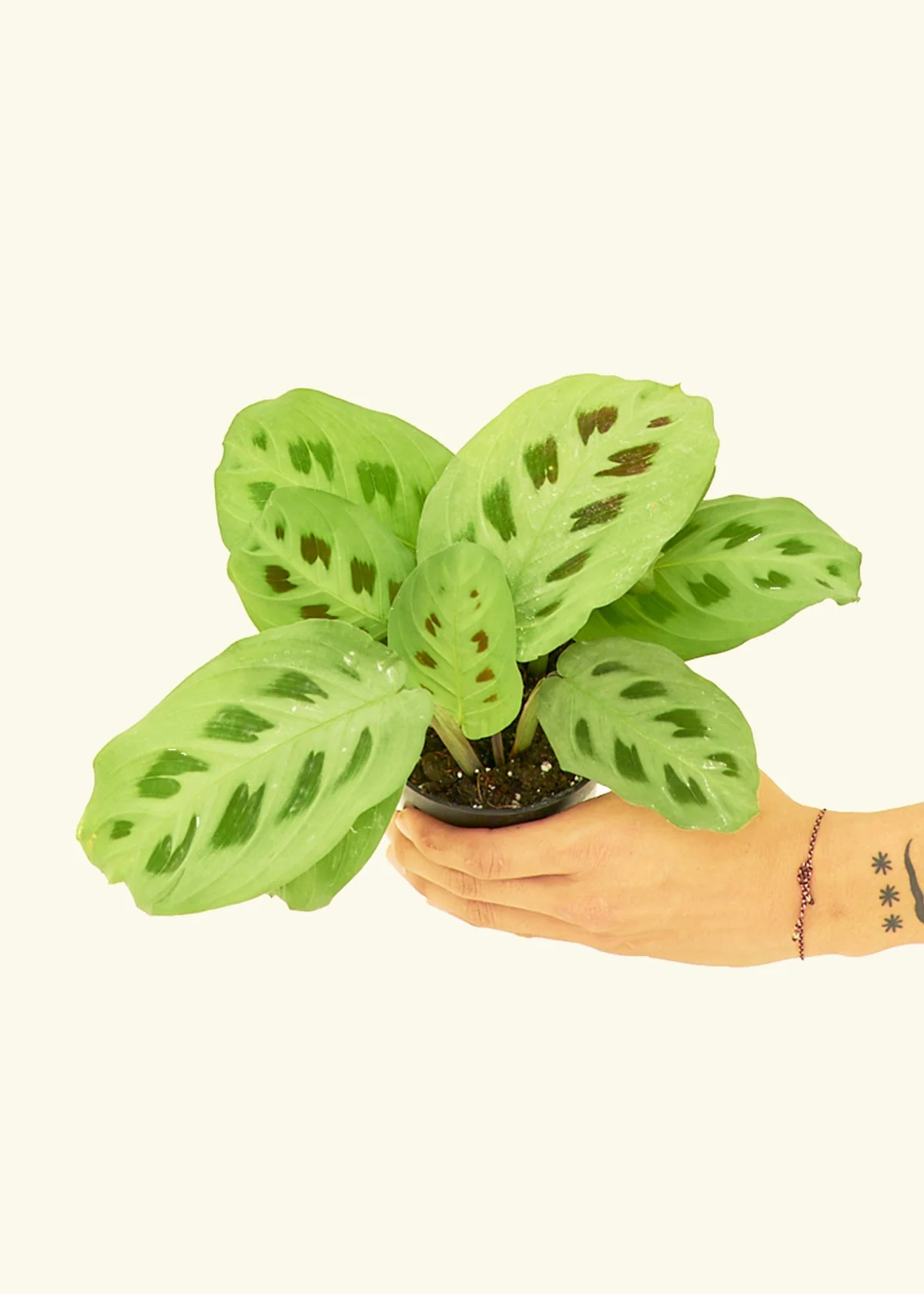 Maranta Beauty Kim - Image 3