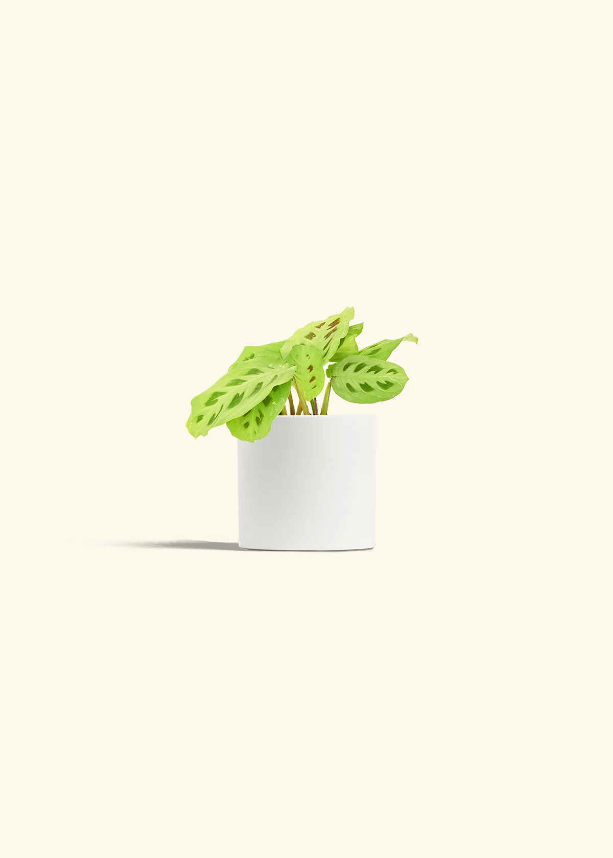 Maranta Beauty Kim - Image 4