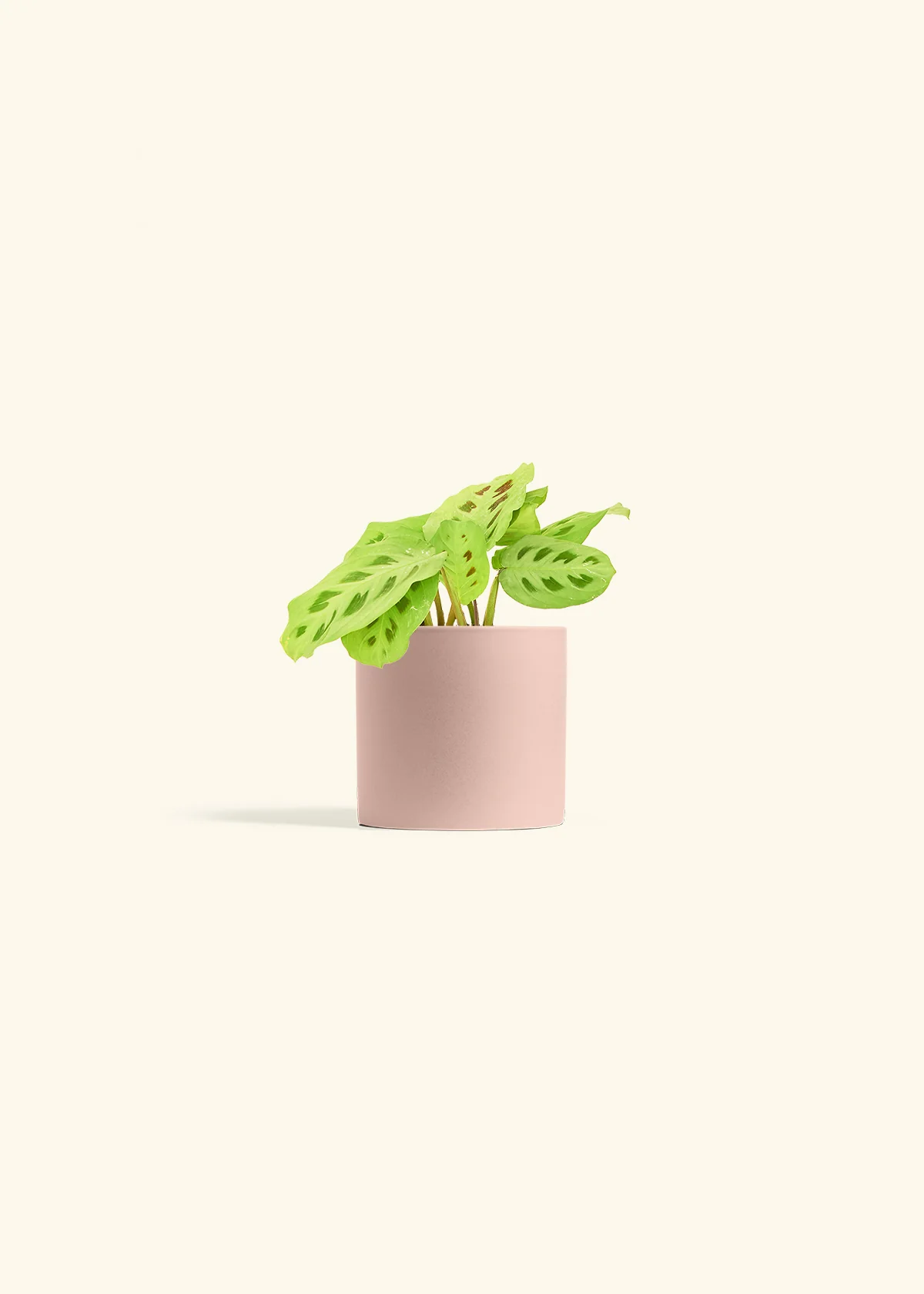 Maranta Beauty Kim - Image 5