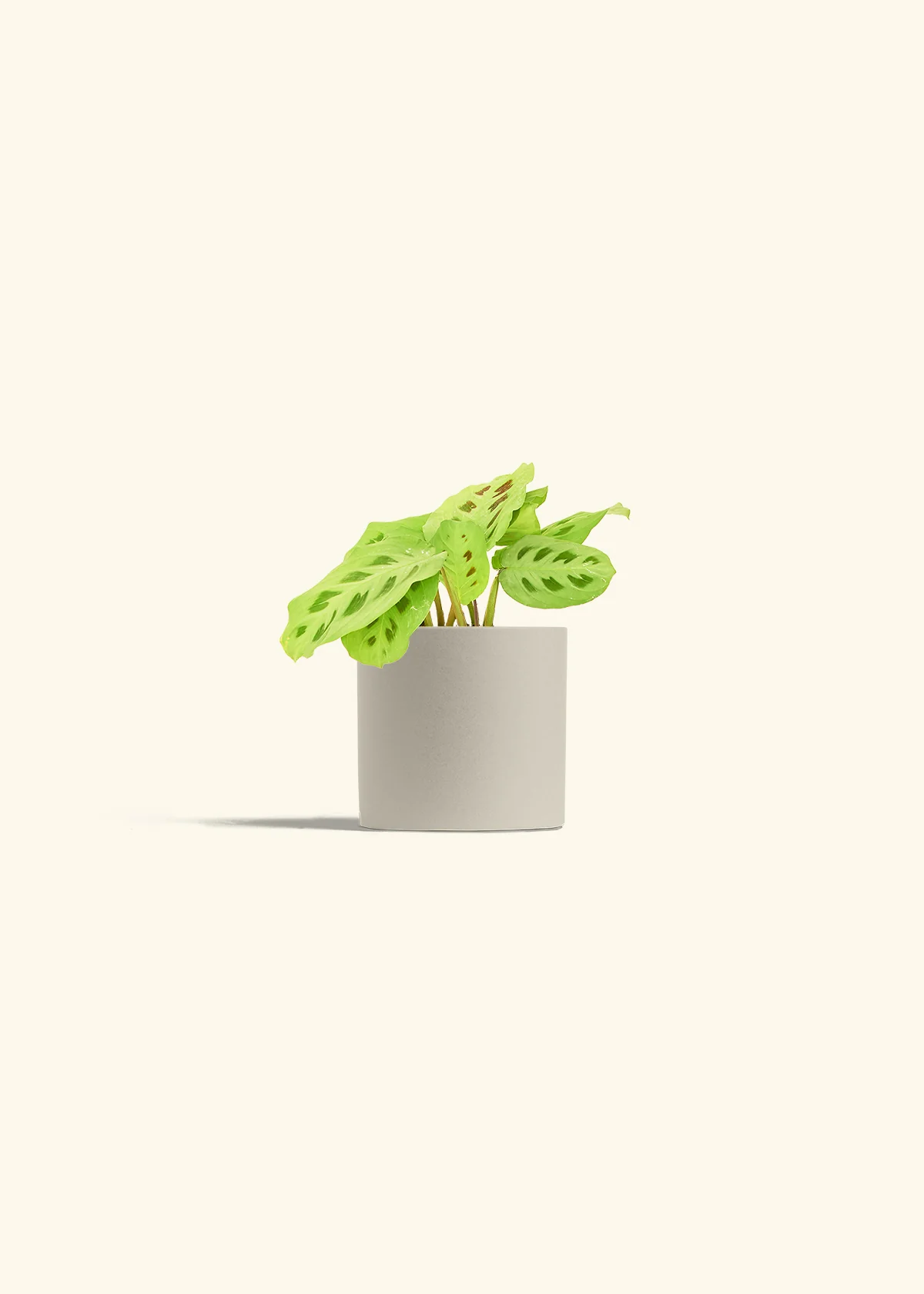 Maranta Beauty Kim - Image 6