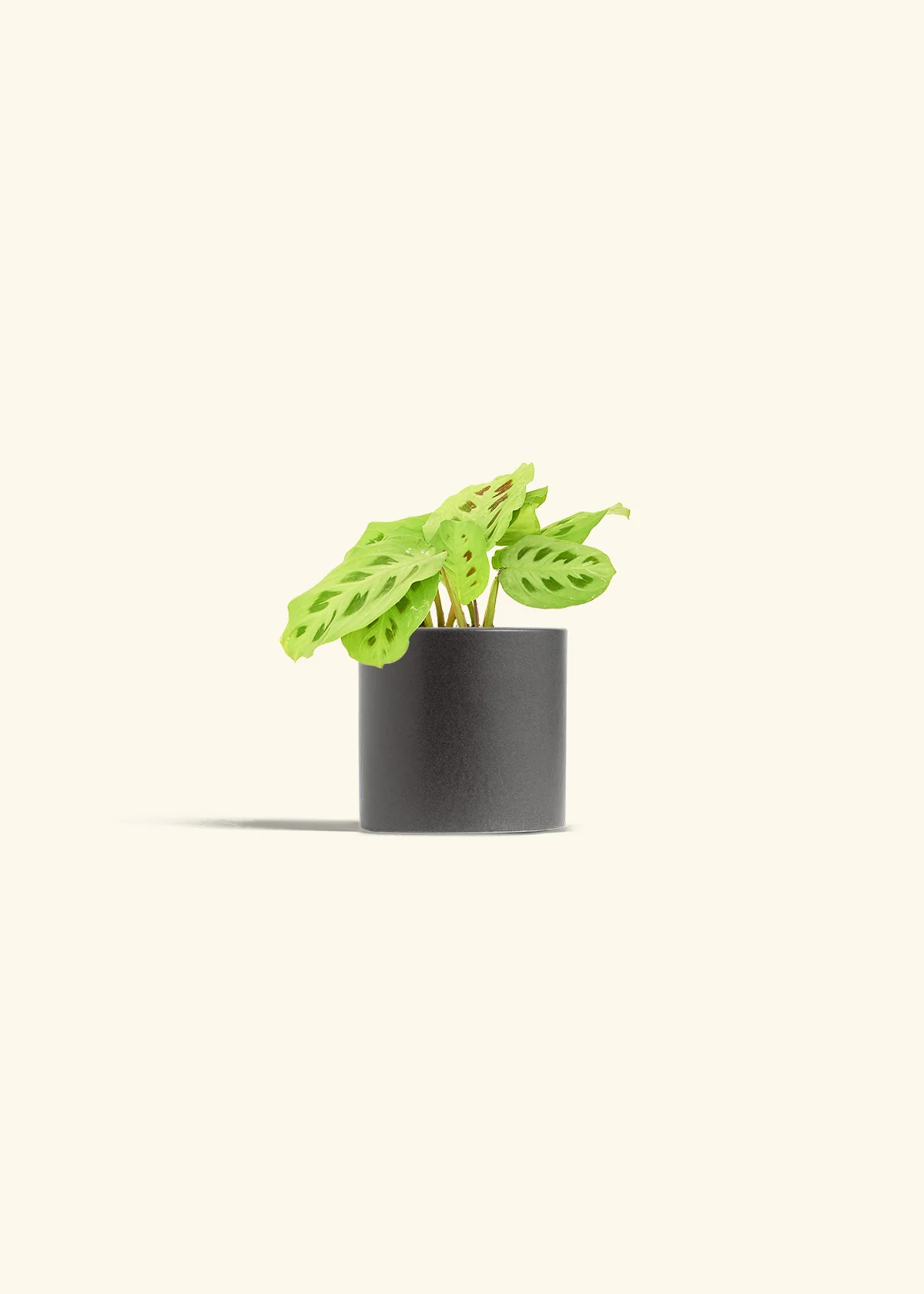 Maranta Beauty Kim - Image 7