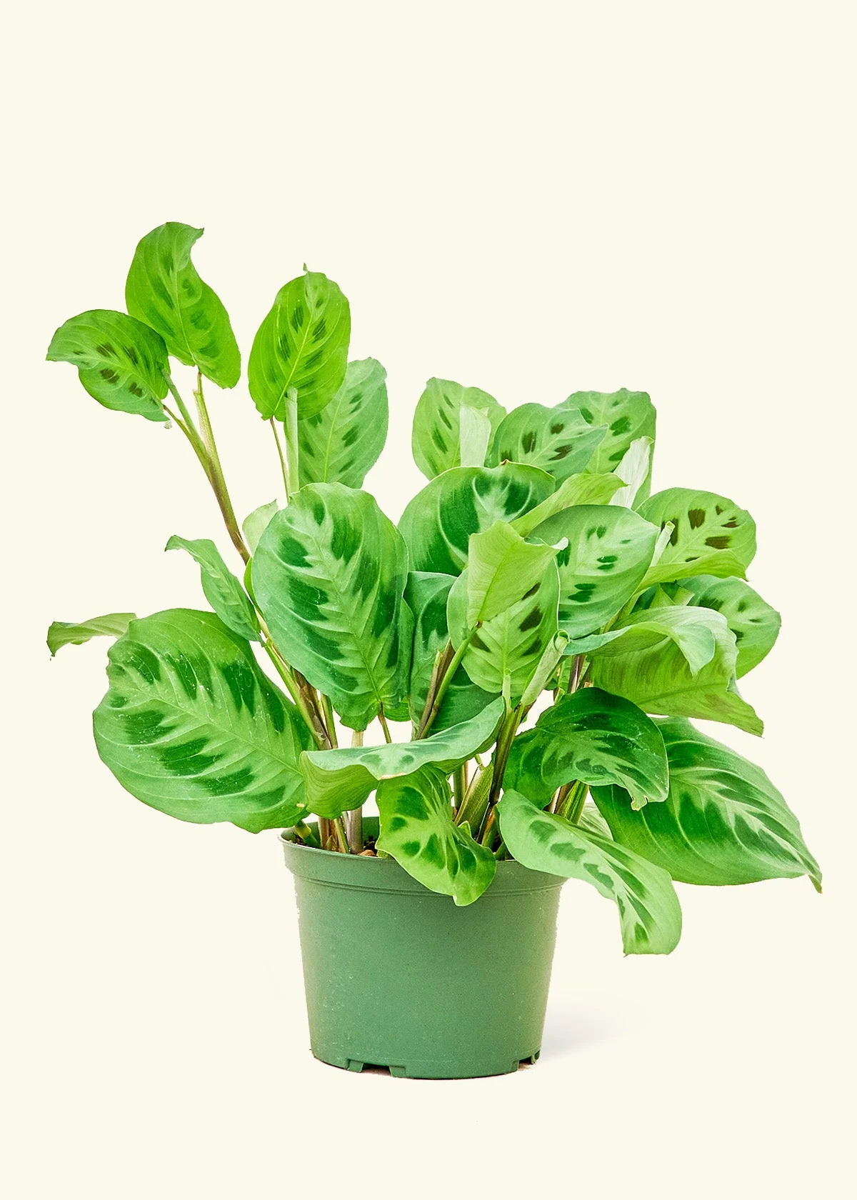 Maranta Beauty Kim - Image 8