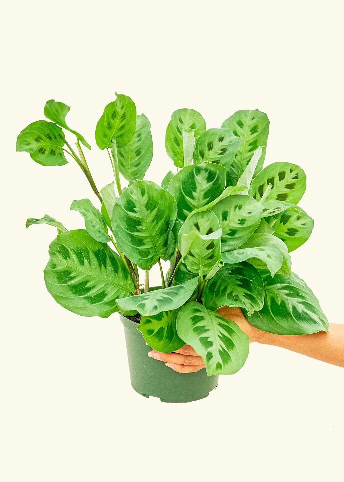 Maranta Beauty Kim - Image 9