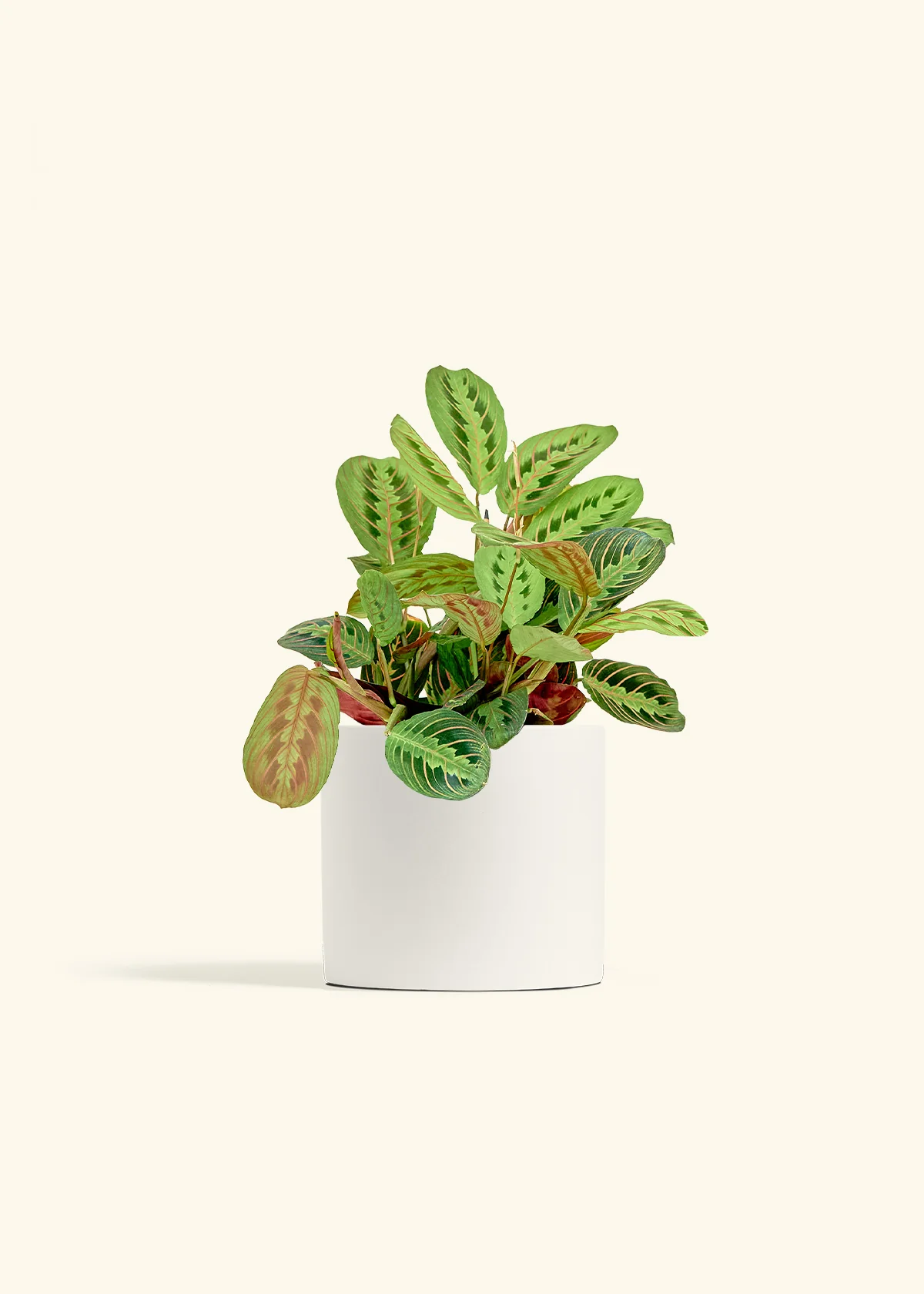 Red Prayer Plant - Image 10