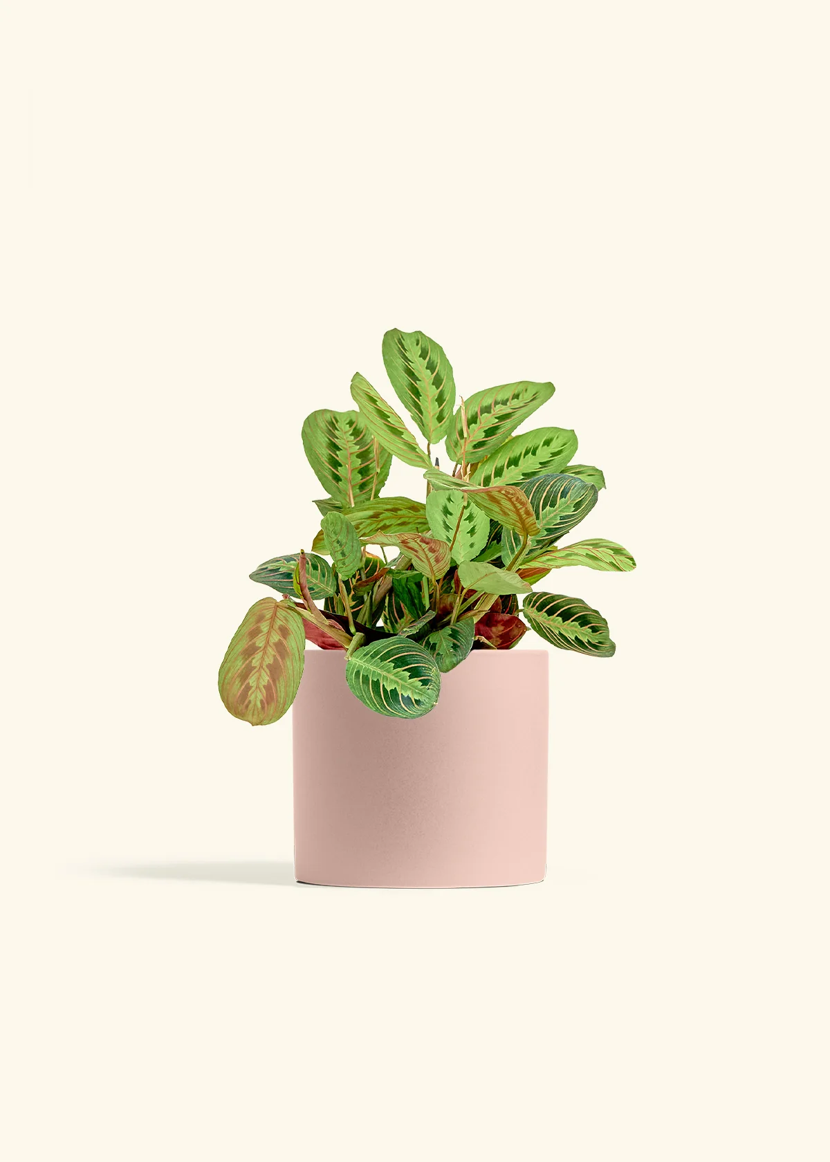 Red Prayer Plant - Image 11