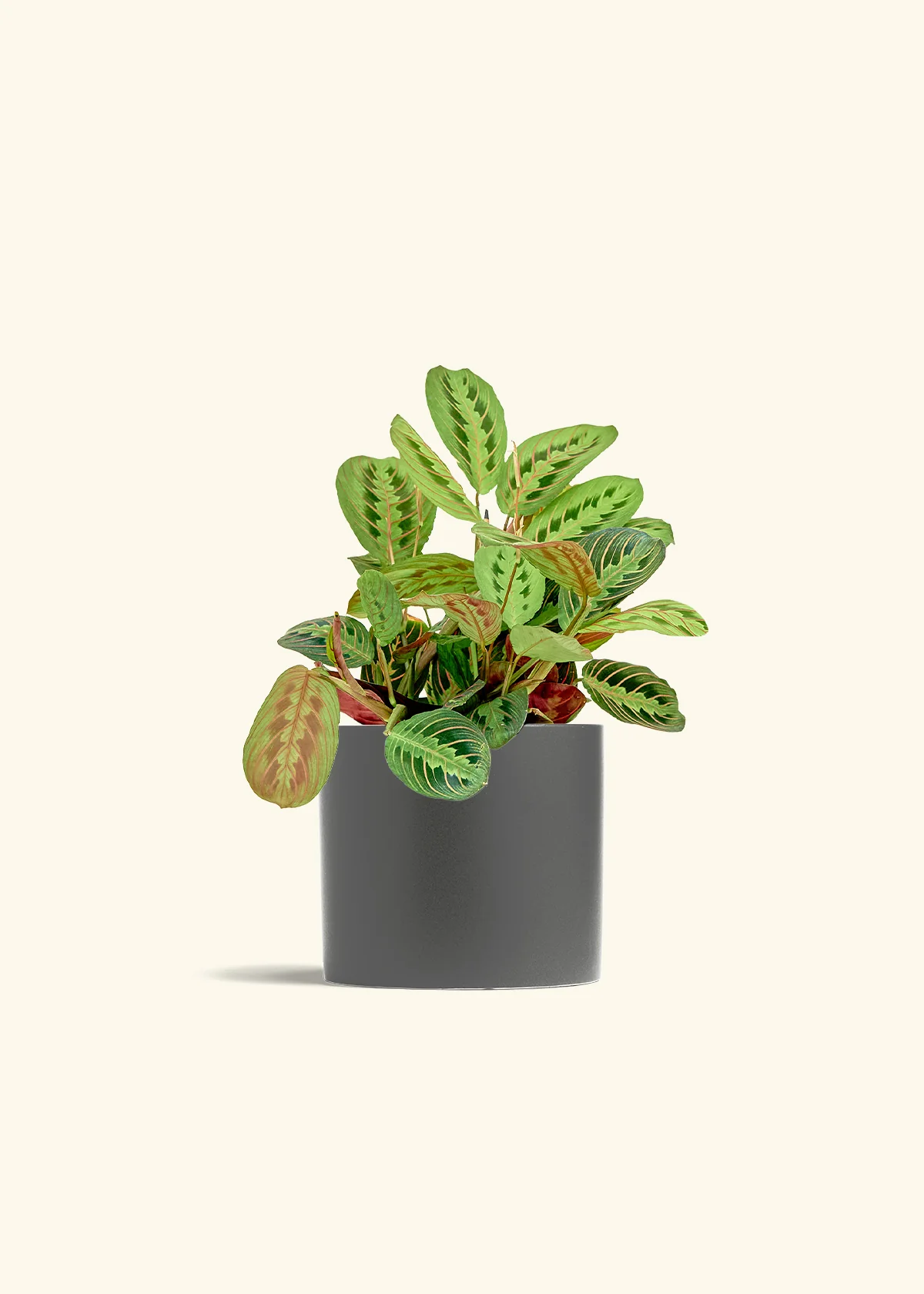 Red Prayer Plant - Image 12