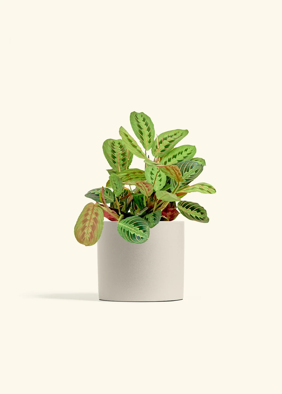 Red Prayer Plant - Image 13