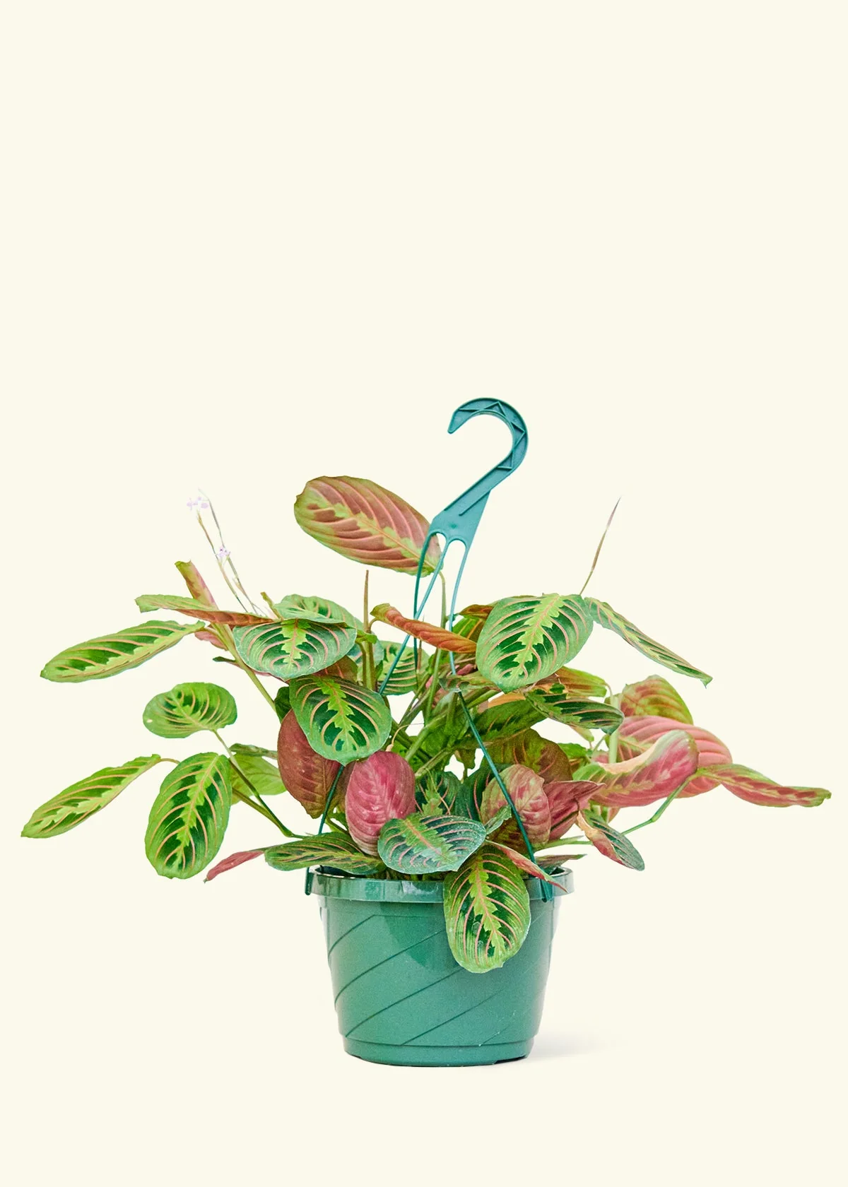 Red Prayer Plant - Image 14