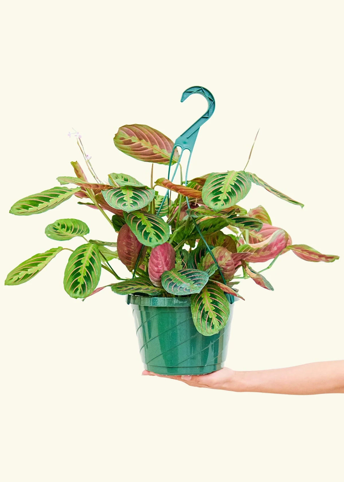 Red Prayer Plant - Image 15