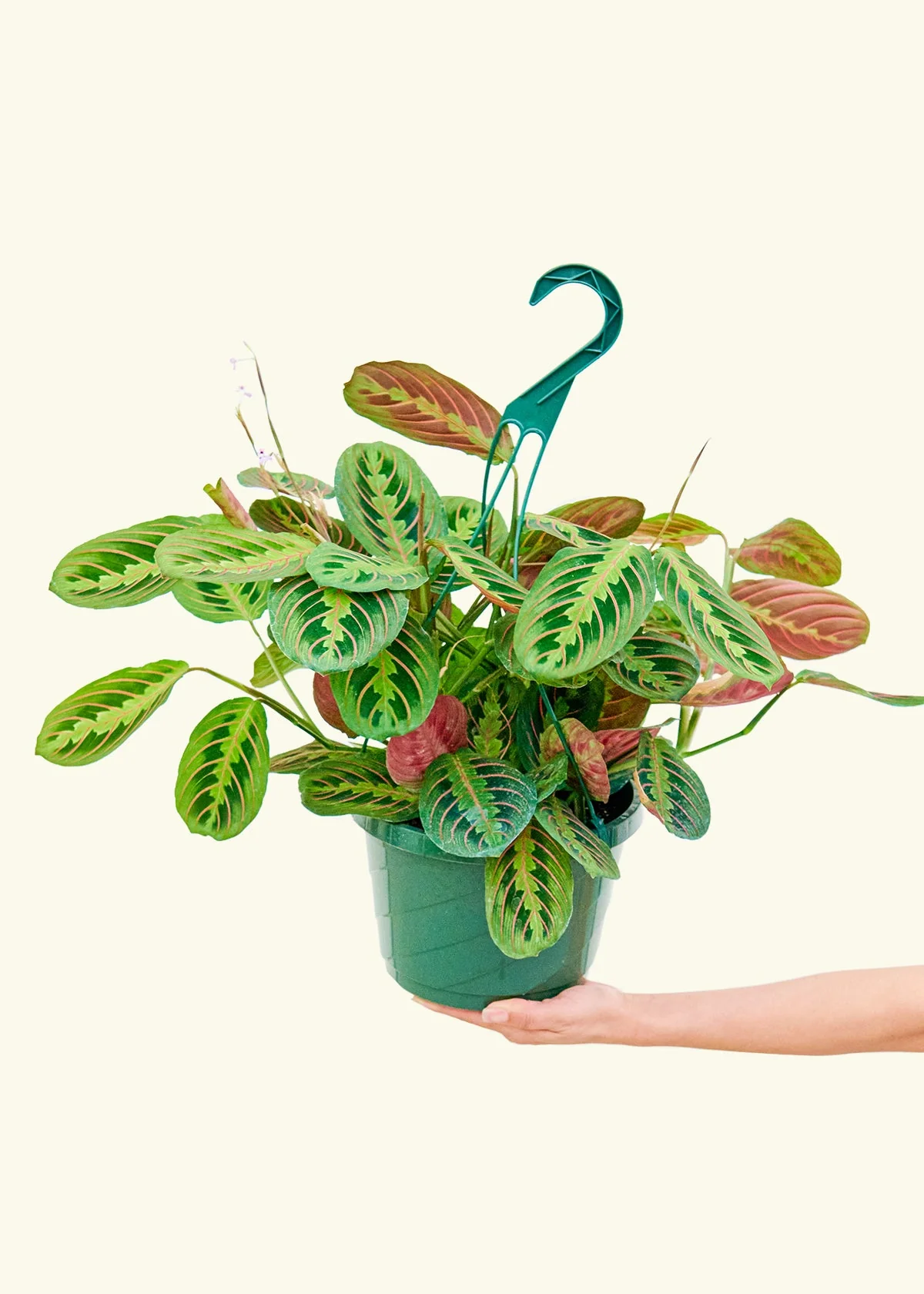 Red Prayer Plant - Image 16