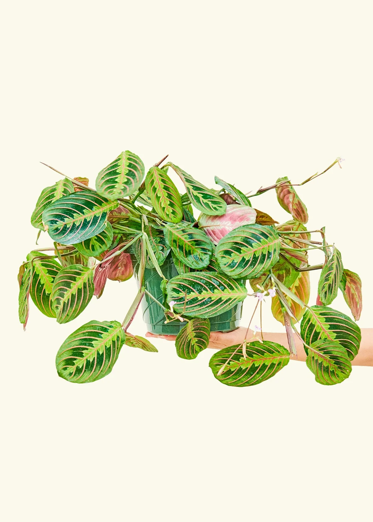 Red Prayer Plant - Image 17