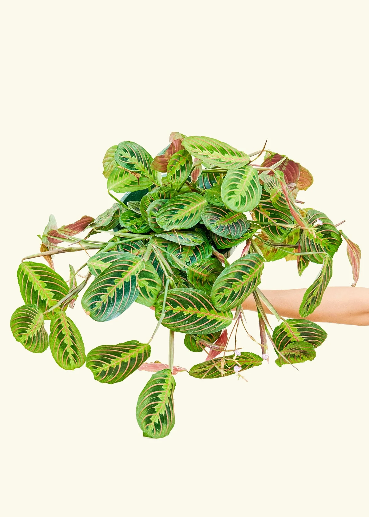 Red Prayer Plant - Image 18
