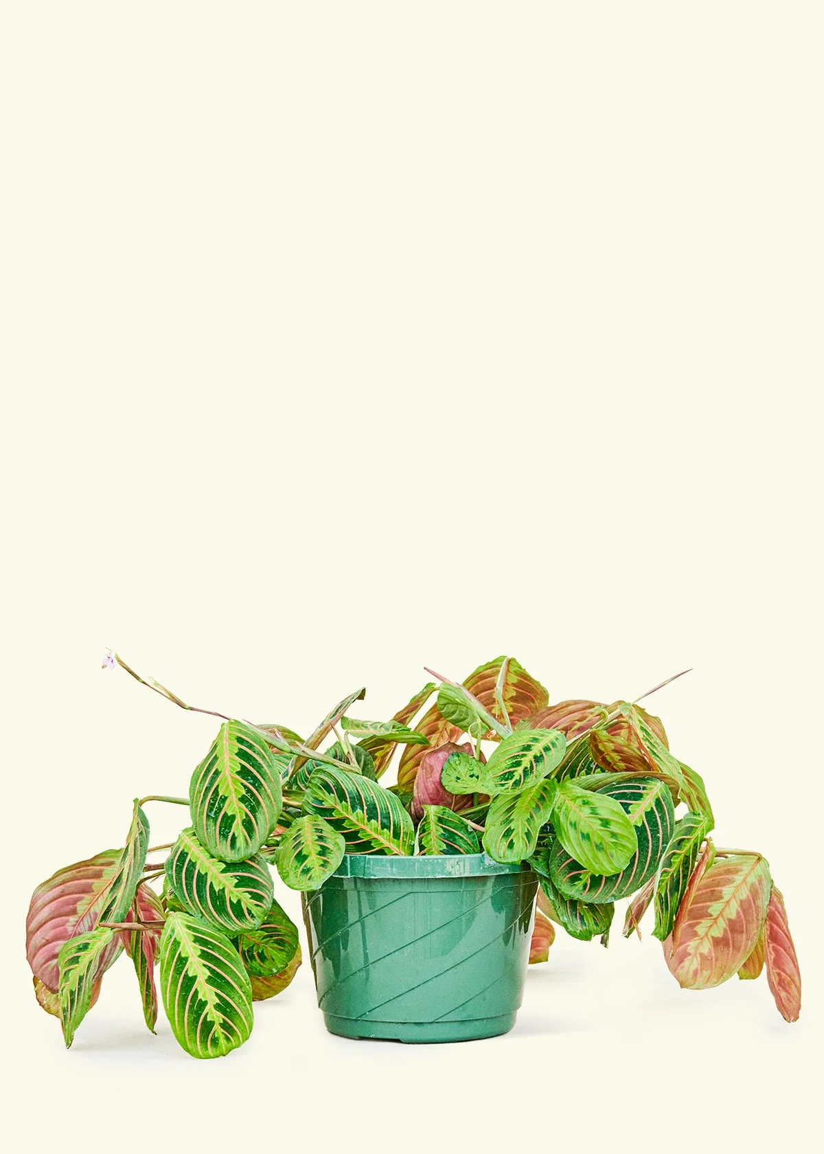 Red Prayer Plant - Image 19