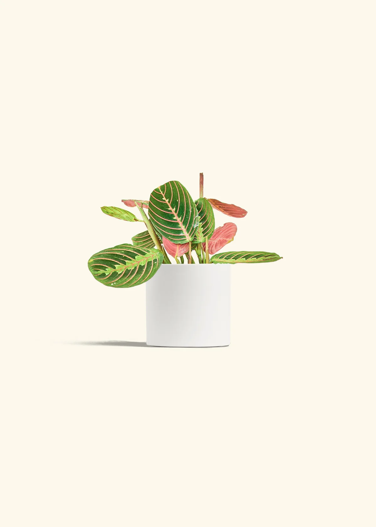 Red Prayer Plant - Image 3