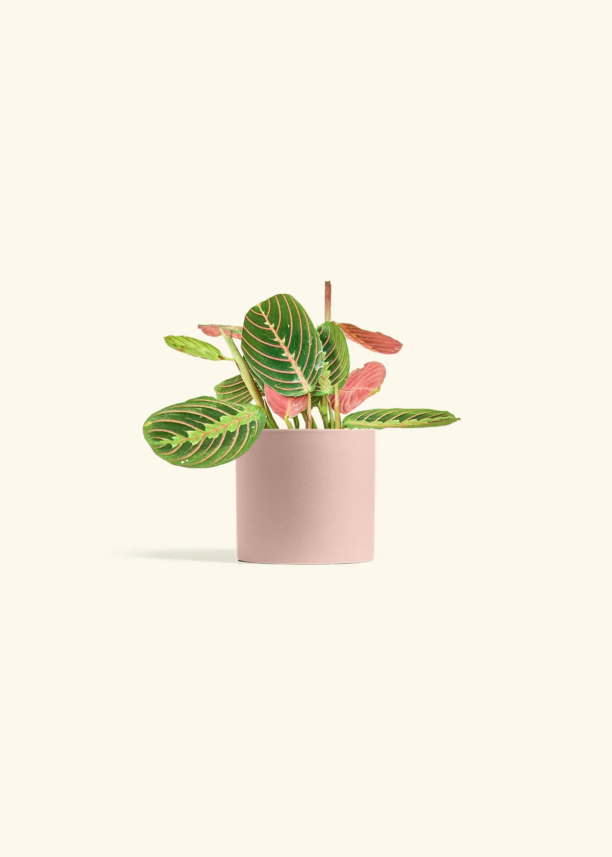 Red Prayer Plant - Image 4