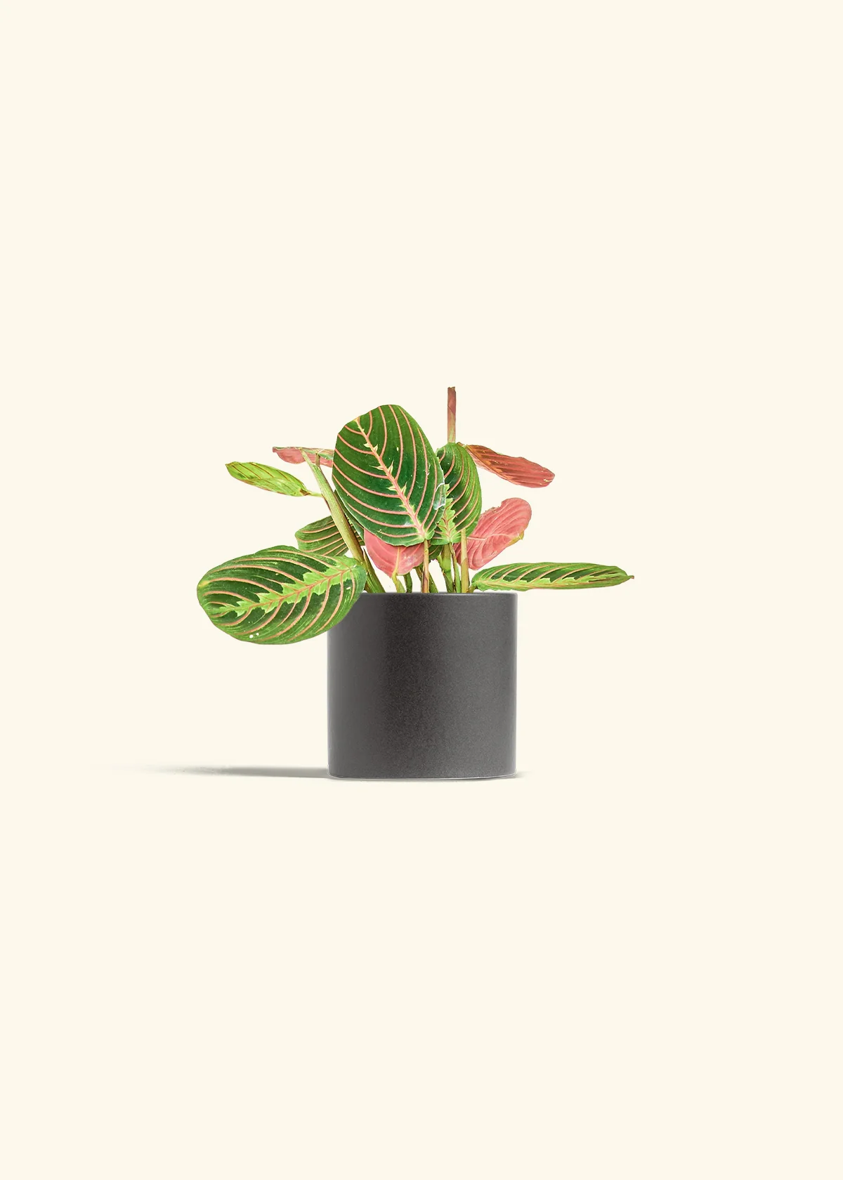 Red Prayer Plant - Image 5