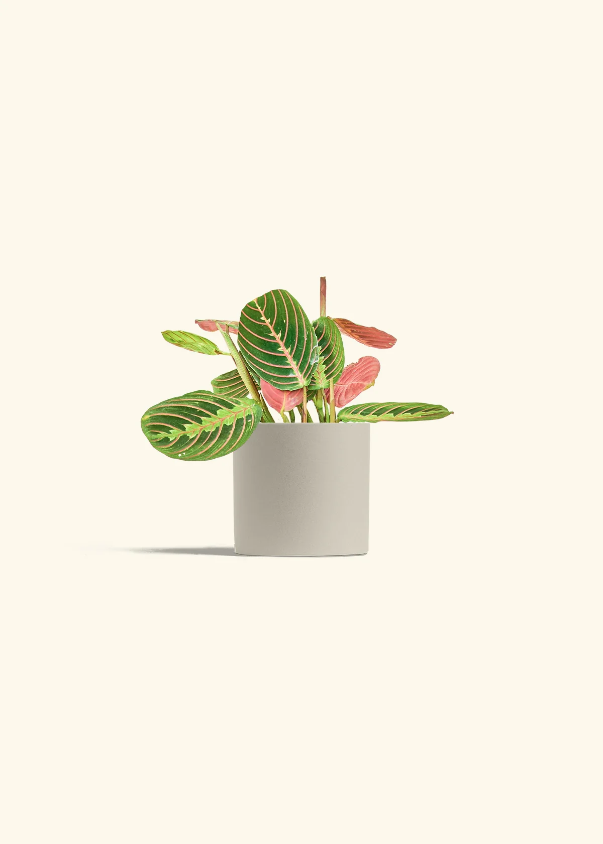 Red Prayer Plant - Image 6