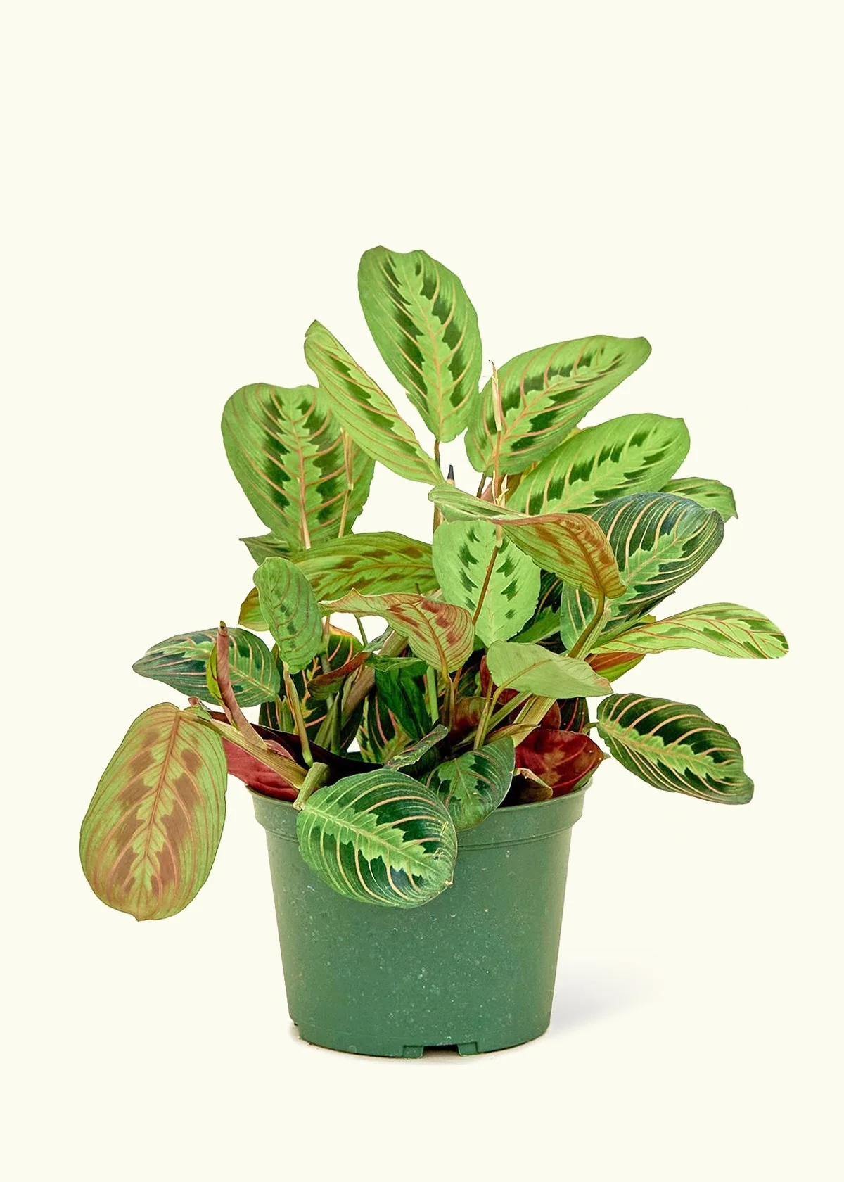 Red Prayer Plant - Image 7
