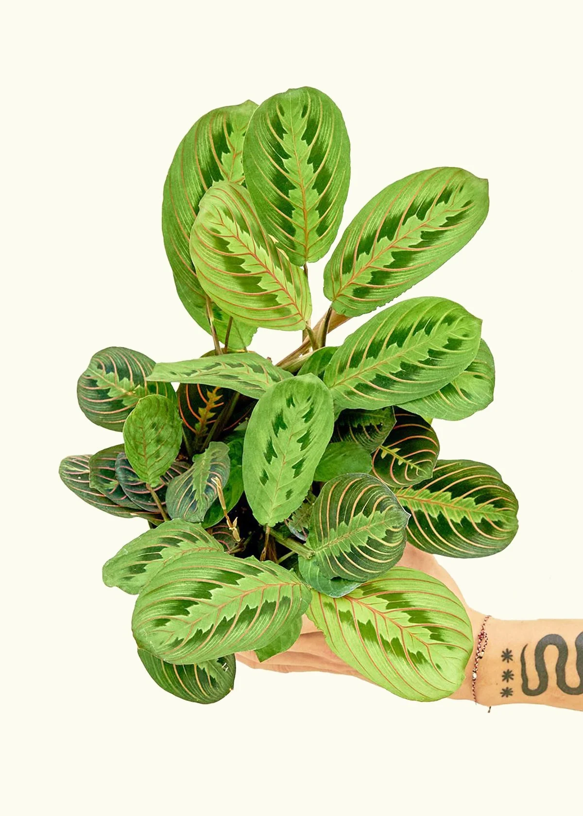 Red Prayer Plant - Image 8